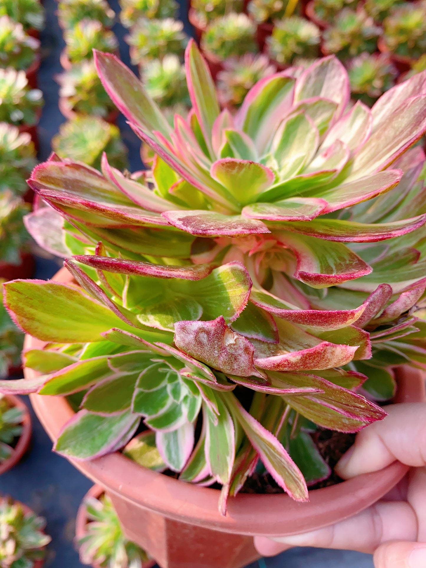 Kaleidoscope/万花筒 cluster 20-30cm at least 8 heads