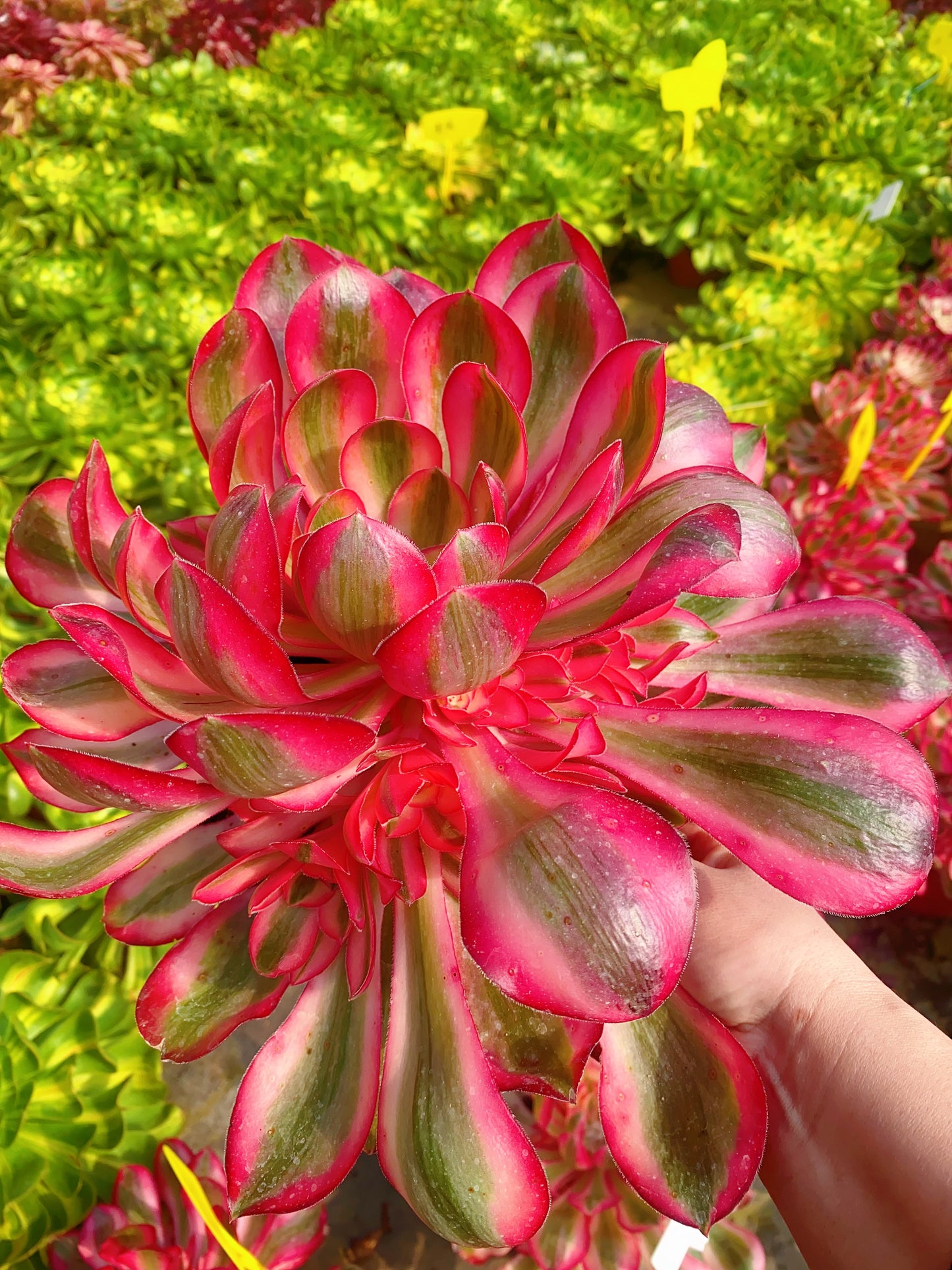 Alice/爱丽丝 cluster 30-40cm at least 8 heads