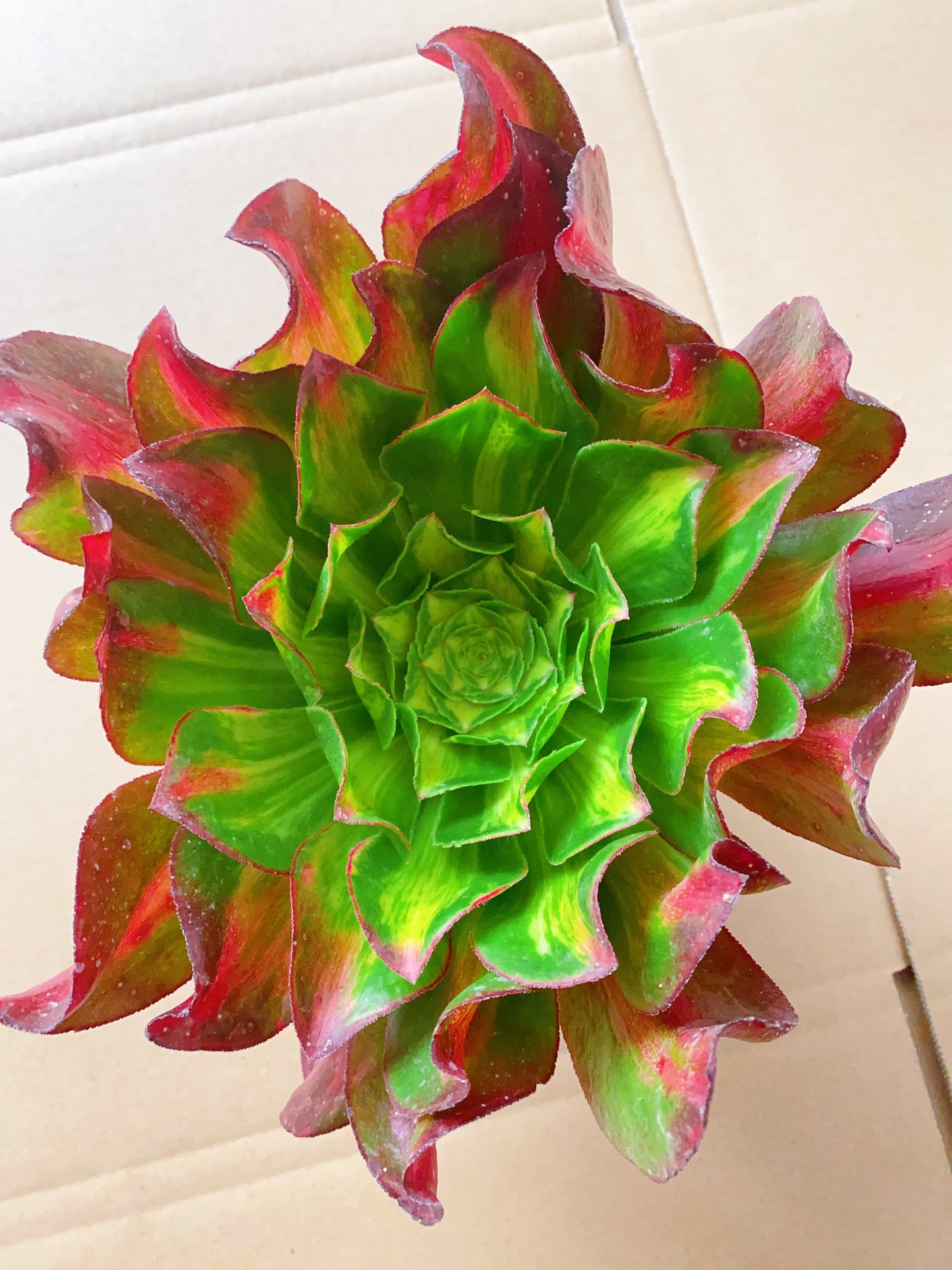 Colorful Phantom/魅影中斑七彩 cutting at least 20cm