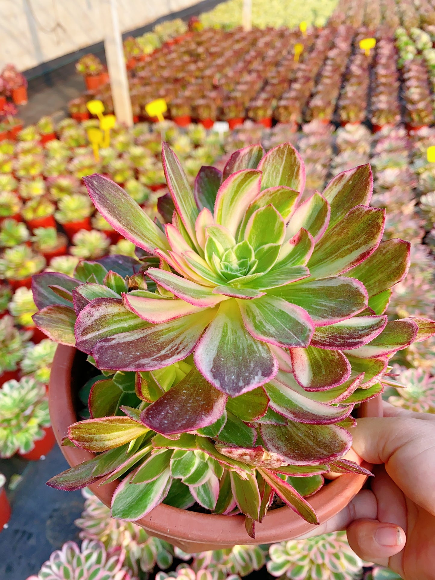 Kaleidoscope/万花筒 cluster 20-30cm at least 8 heads