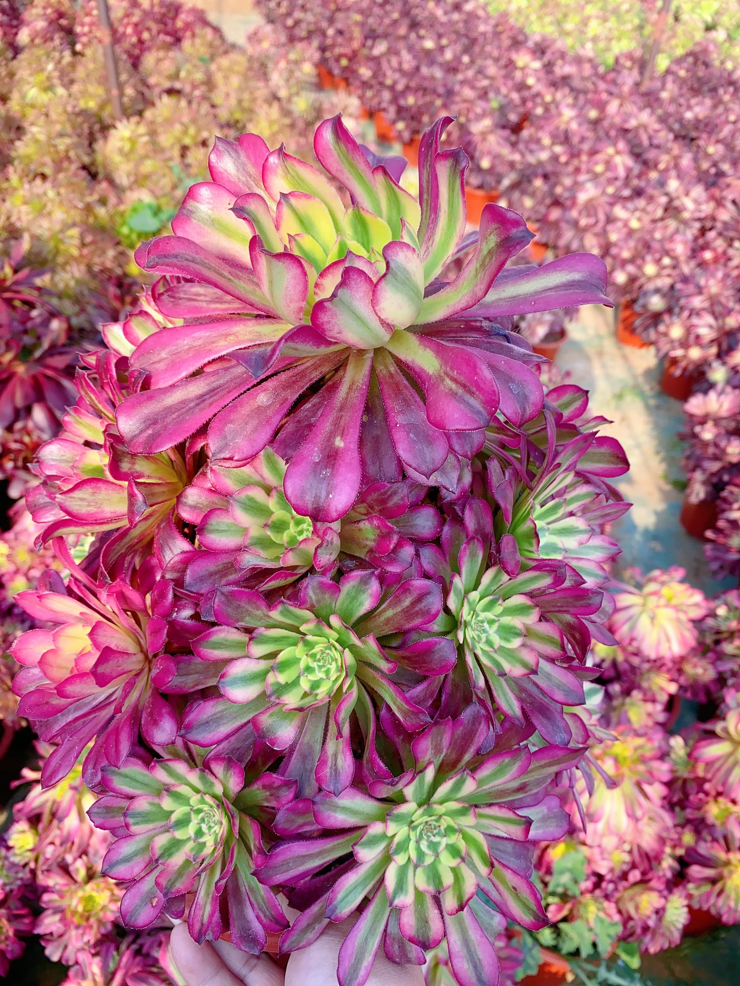 Venus/维纳斯 Cluster At least 10 heads 30-40cm two years old