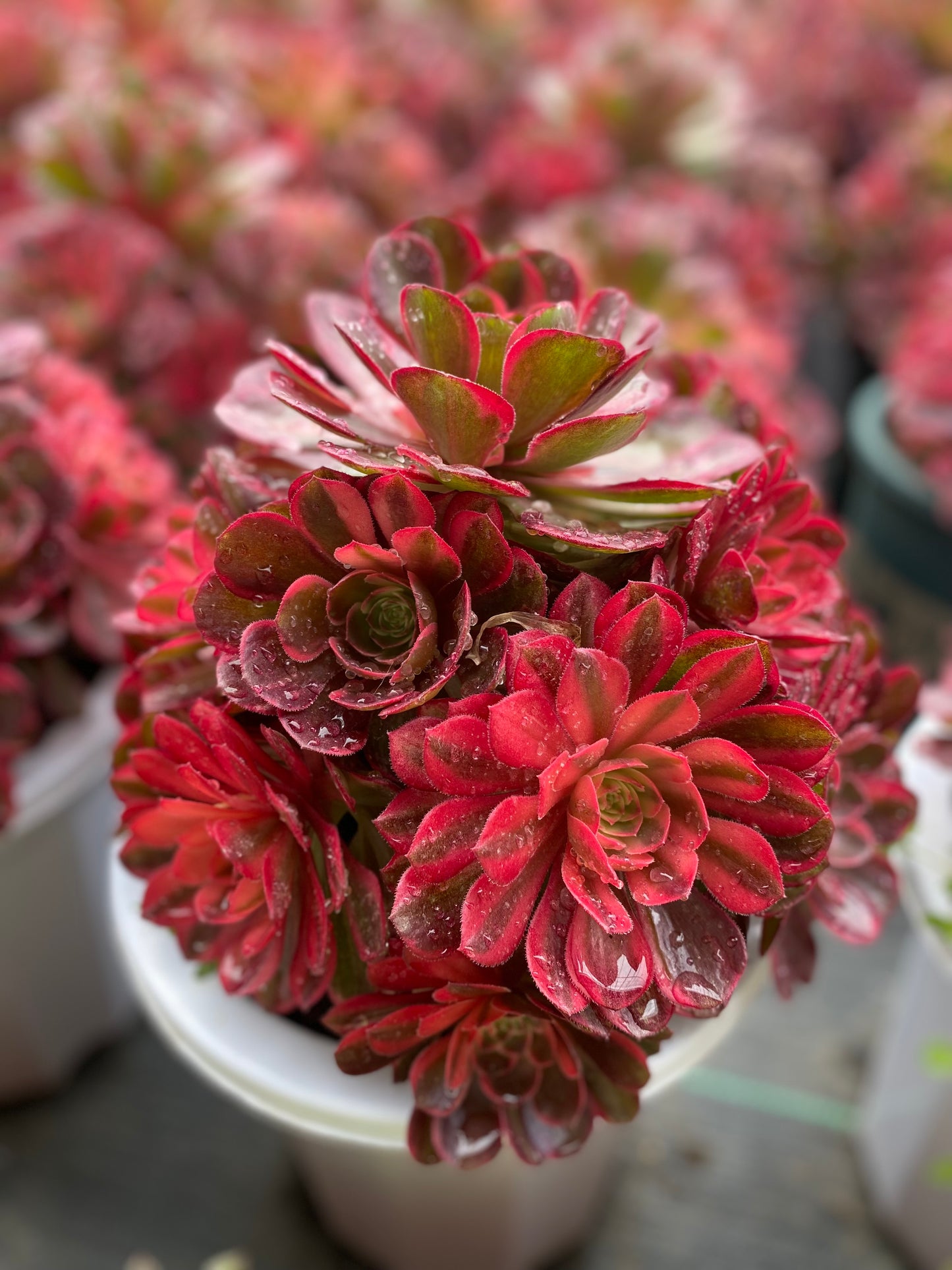 Black Magic variegated/黑魔锦 cluster 20-30cm at least 10 heads