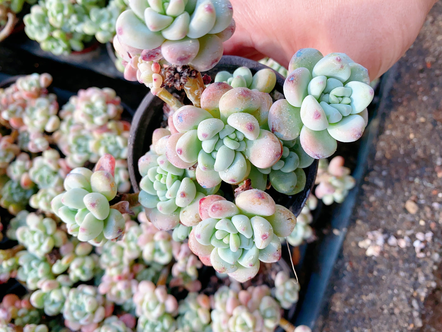 Sedum clavatum/劳尔 cluster 9cm pot