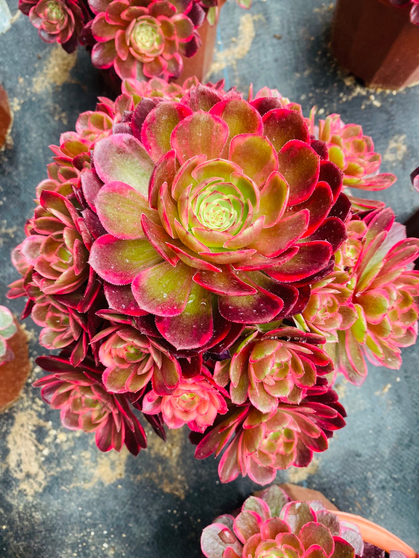 Red Flower Prince/红花郎 cluster 20-30cm at least 12 heads aeonium cluster