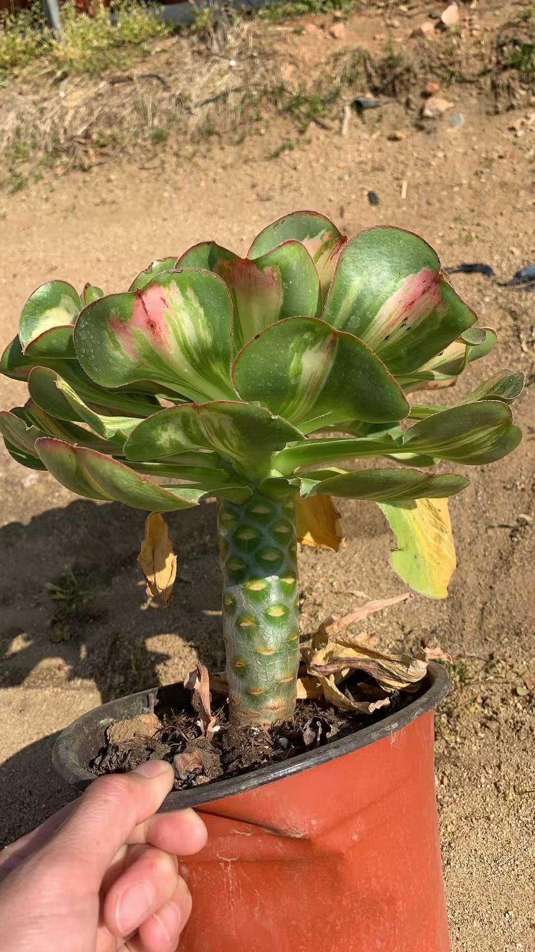 Tyrant Mutation/暴君变异 Single head with root:15cm-20cm