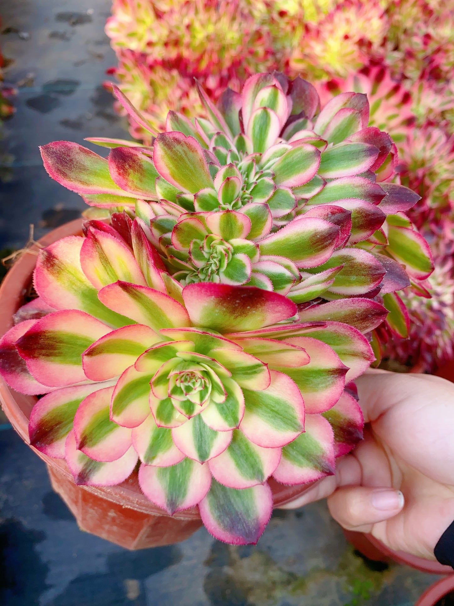 Litchi Crested/荔枝缀化 20-30cm