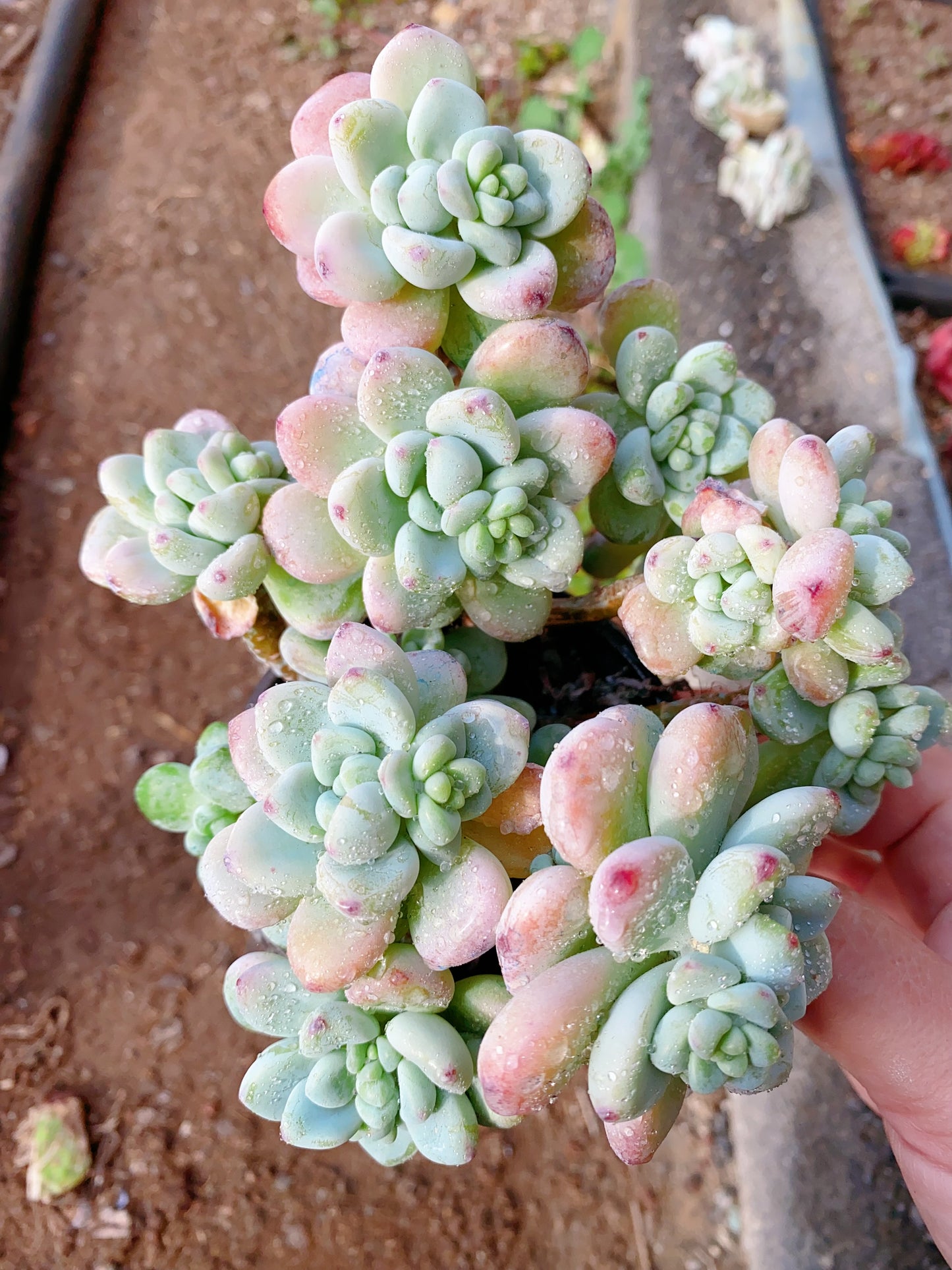 Sedum clavatum/劳尔 cluster 9cm pot