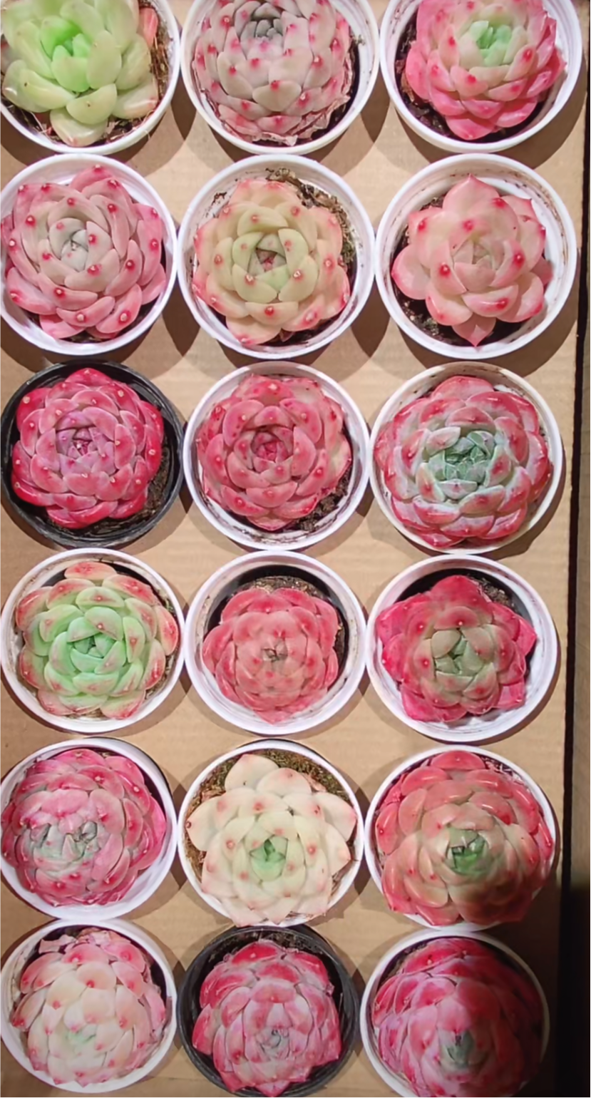 Echeveria Package 5cm pot 60 pieces are randomly delivered with pots.