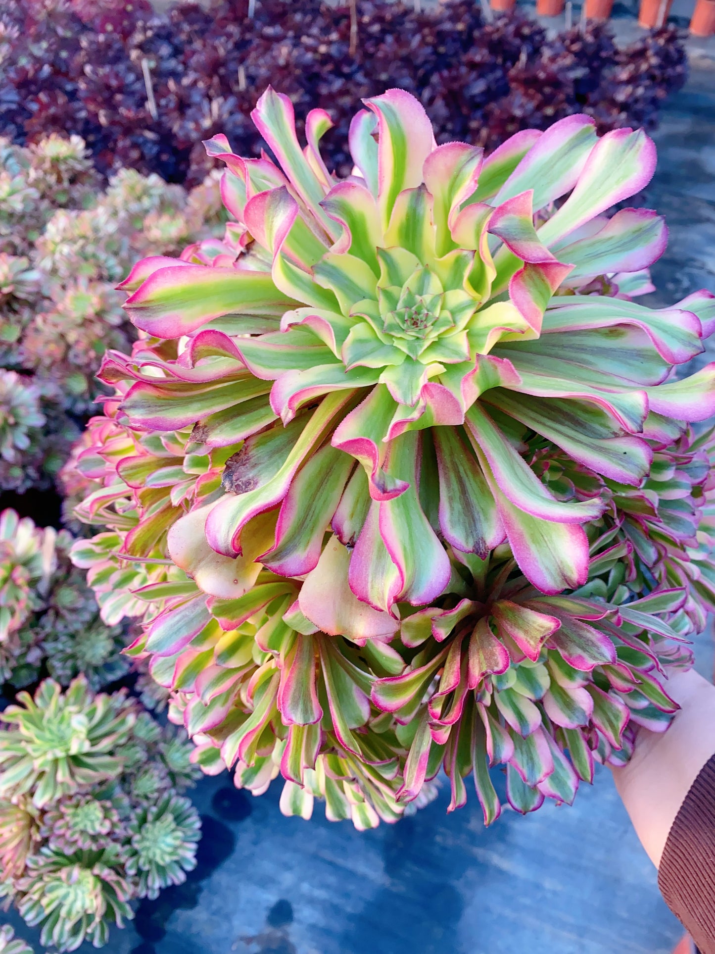 Tsar/沙皇 cluster 30-40cm at least 12 heads two years old