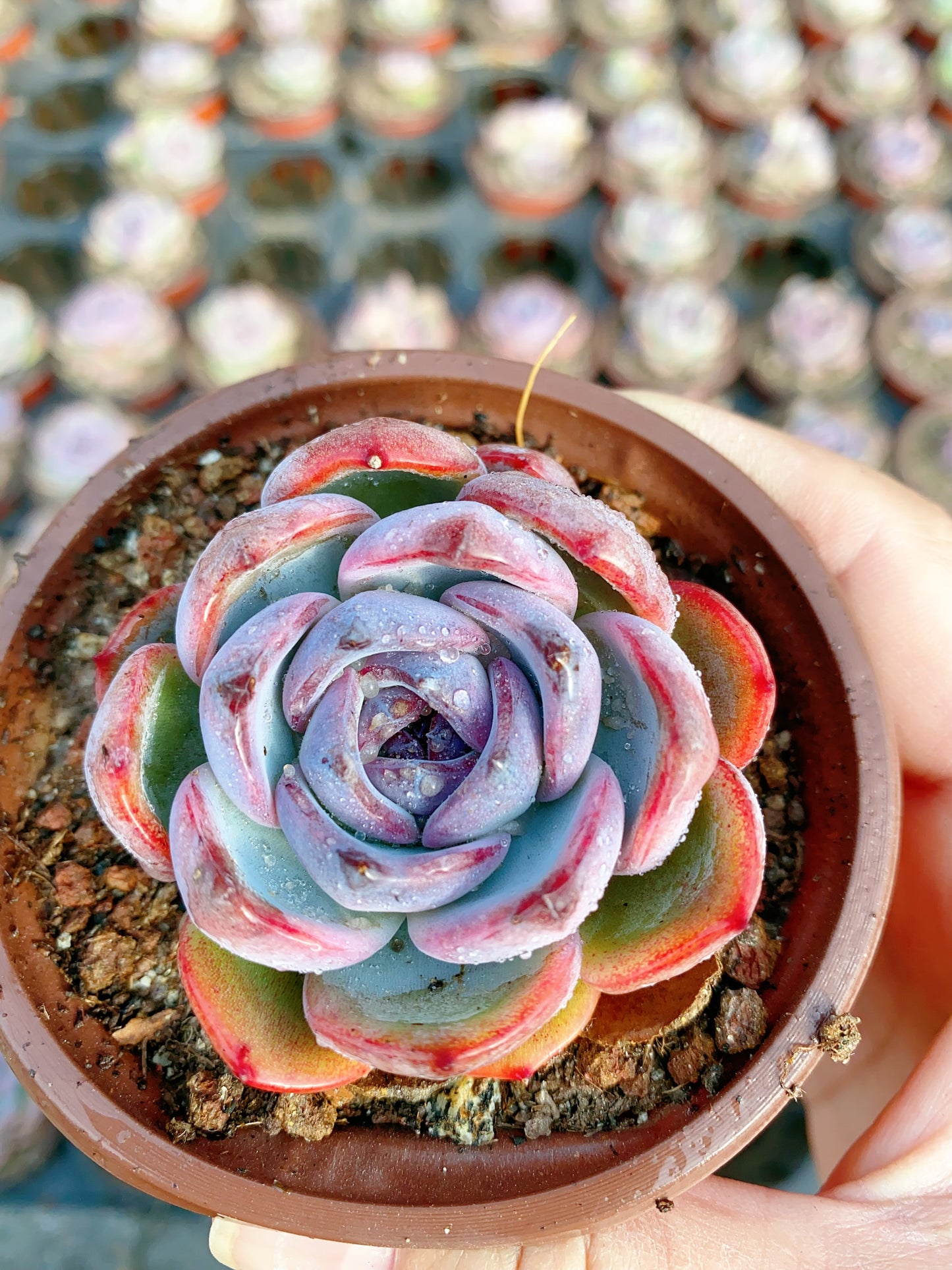 Black Orange Monroe/黑橙子 9cm pot