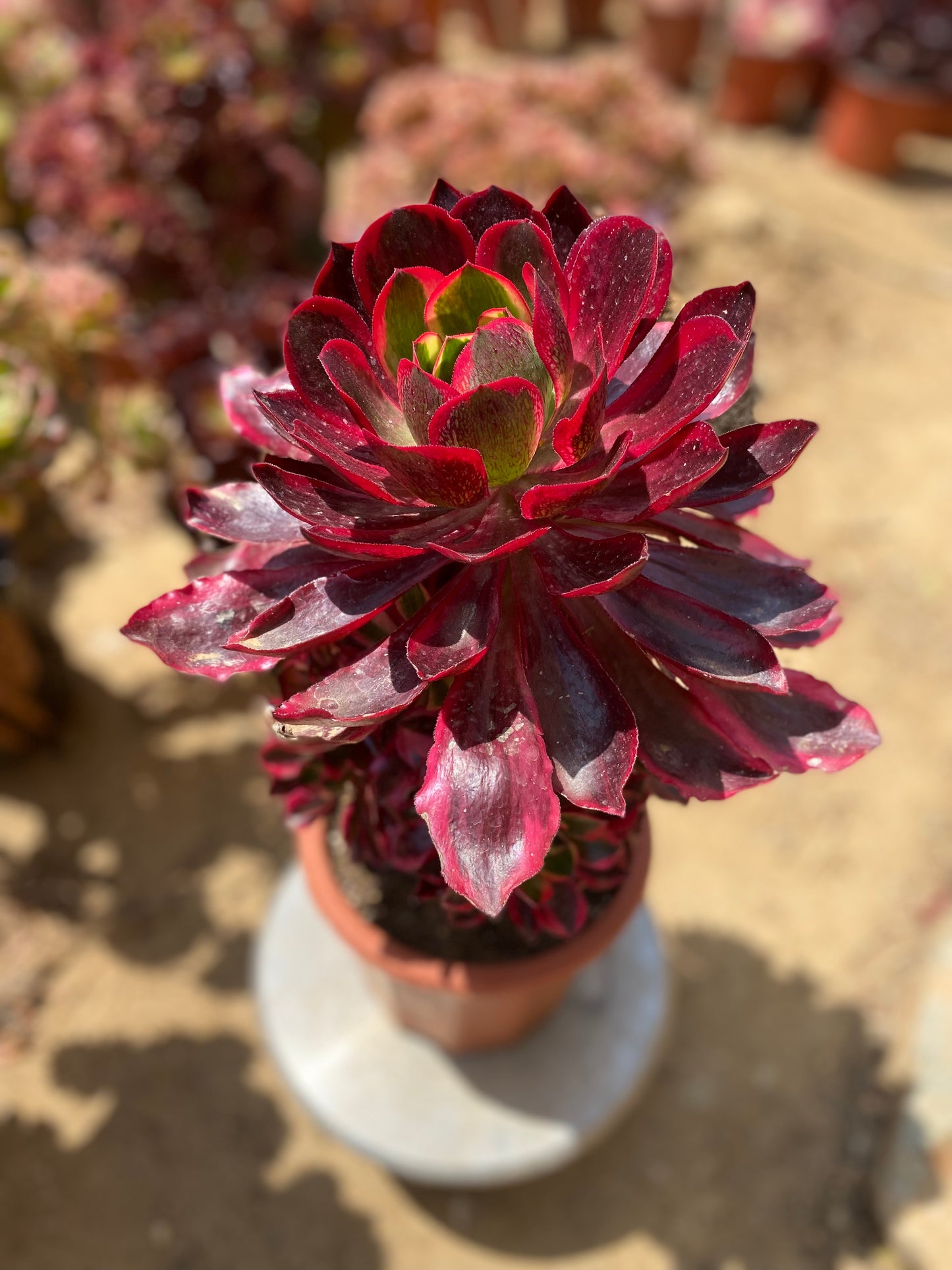 Phantom/魅影 cluster at least 12 heads 26 cm two years old only one. Have two broken branches. You will get the one in the picture. aeonium cluster