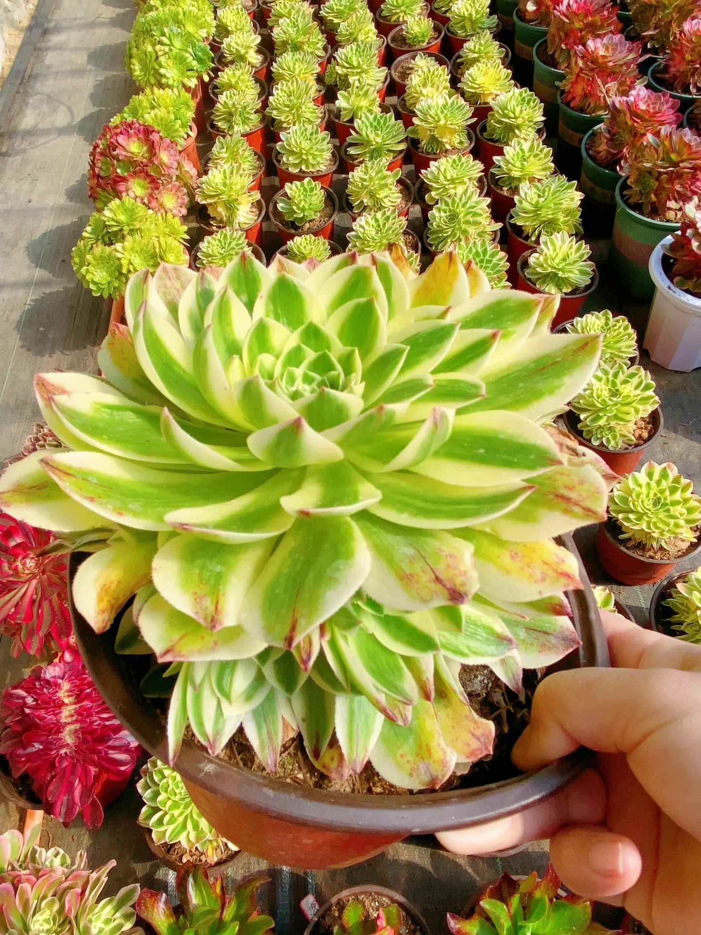 Elizabeth/伊丽莎白 cutting at least 8cm