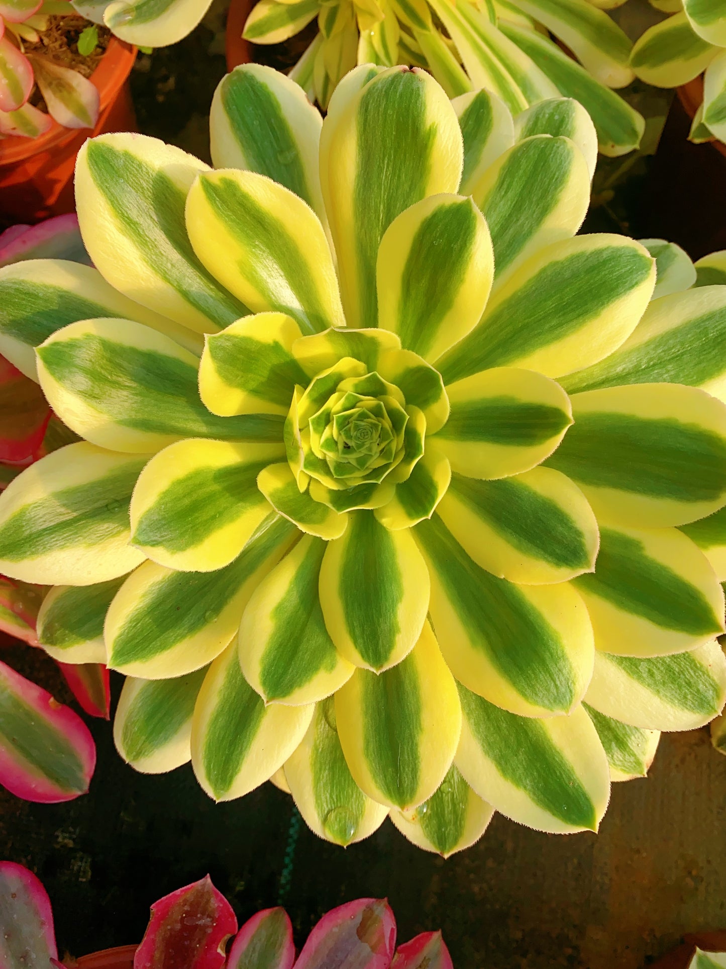 Green Amber/绿珀 cluster at least 4 heads 20-30cm