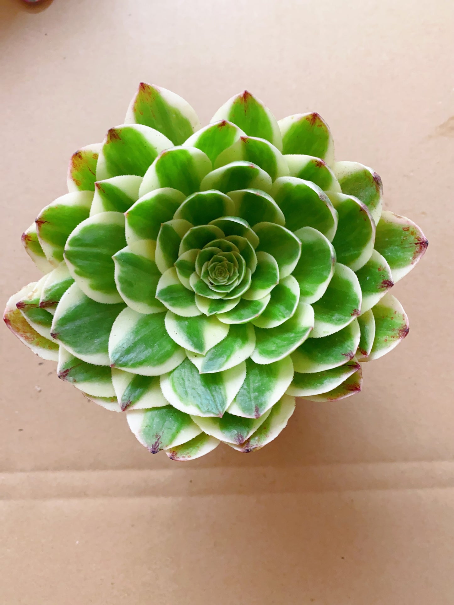 Elizabeth/伊丽莎白 cutting at least 8cm