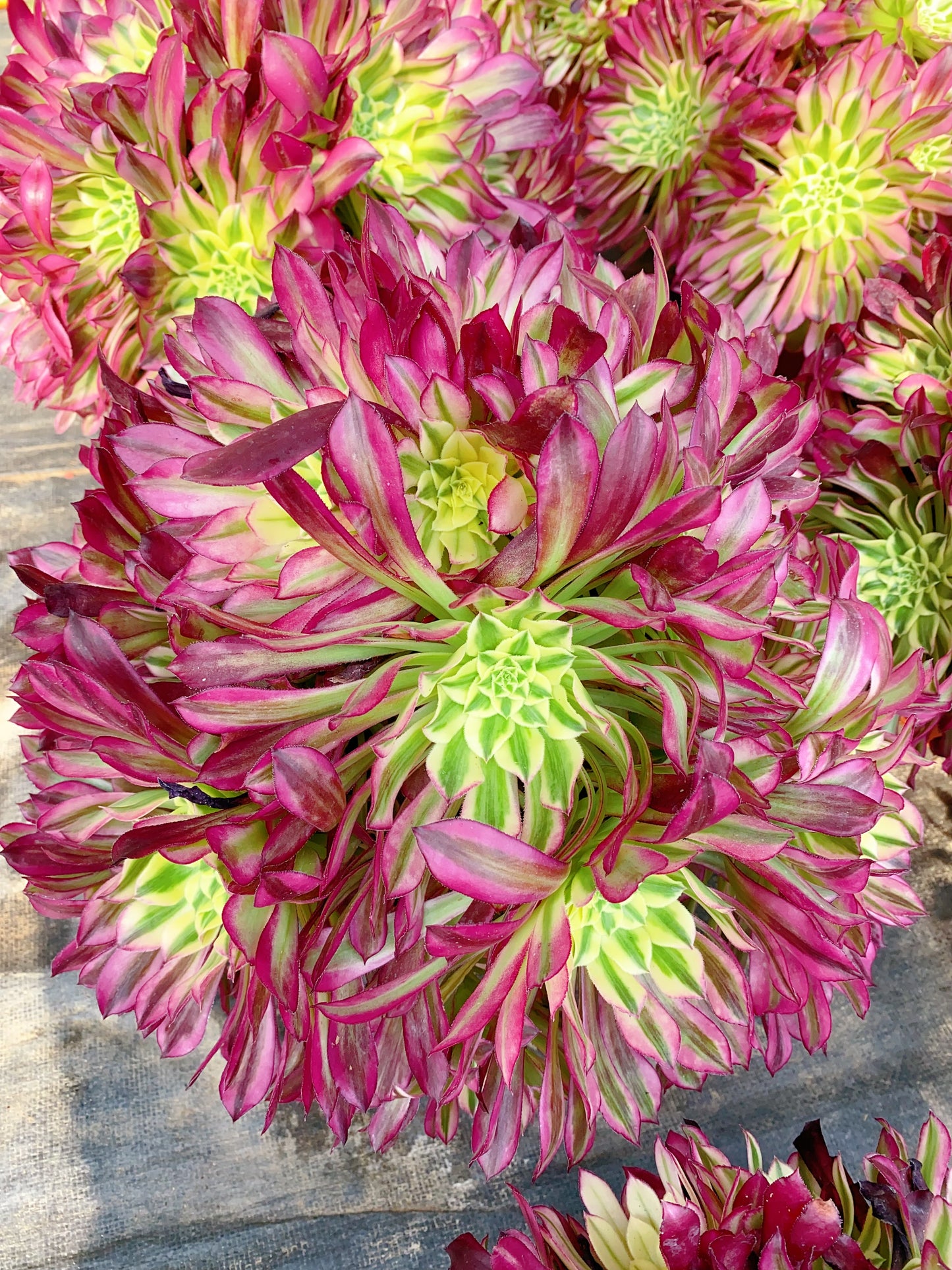 Tianhe/天合 cutting at least 10cm
