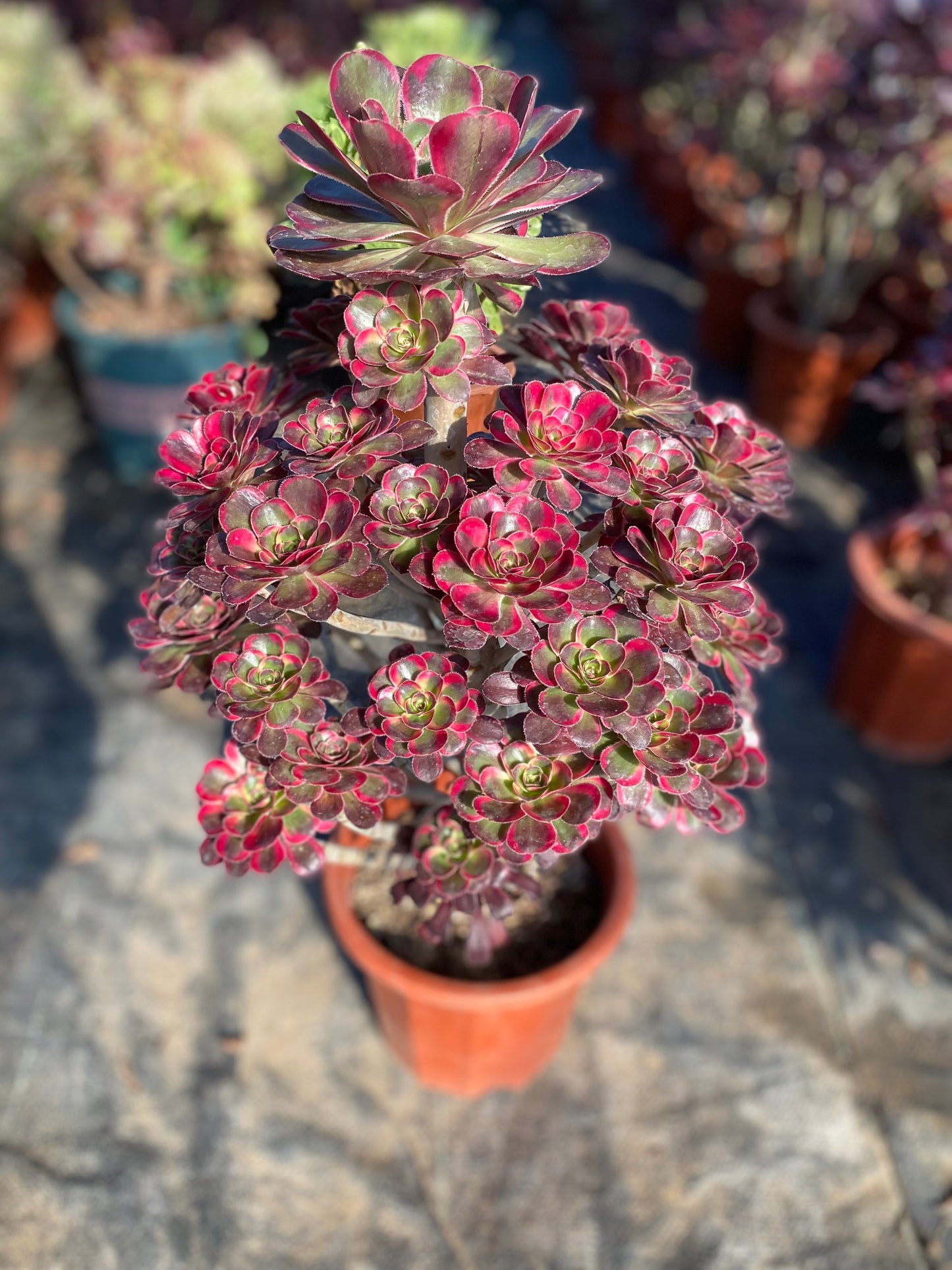 Lina/丽娜 cluster 30cm high 40cm at least 20 heads