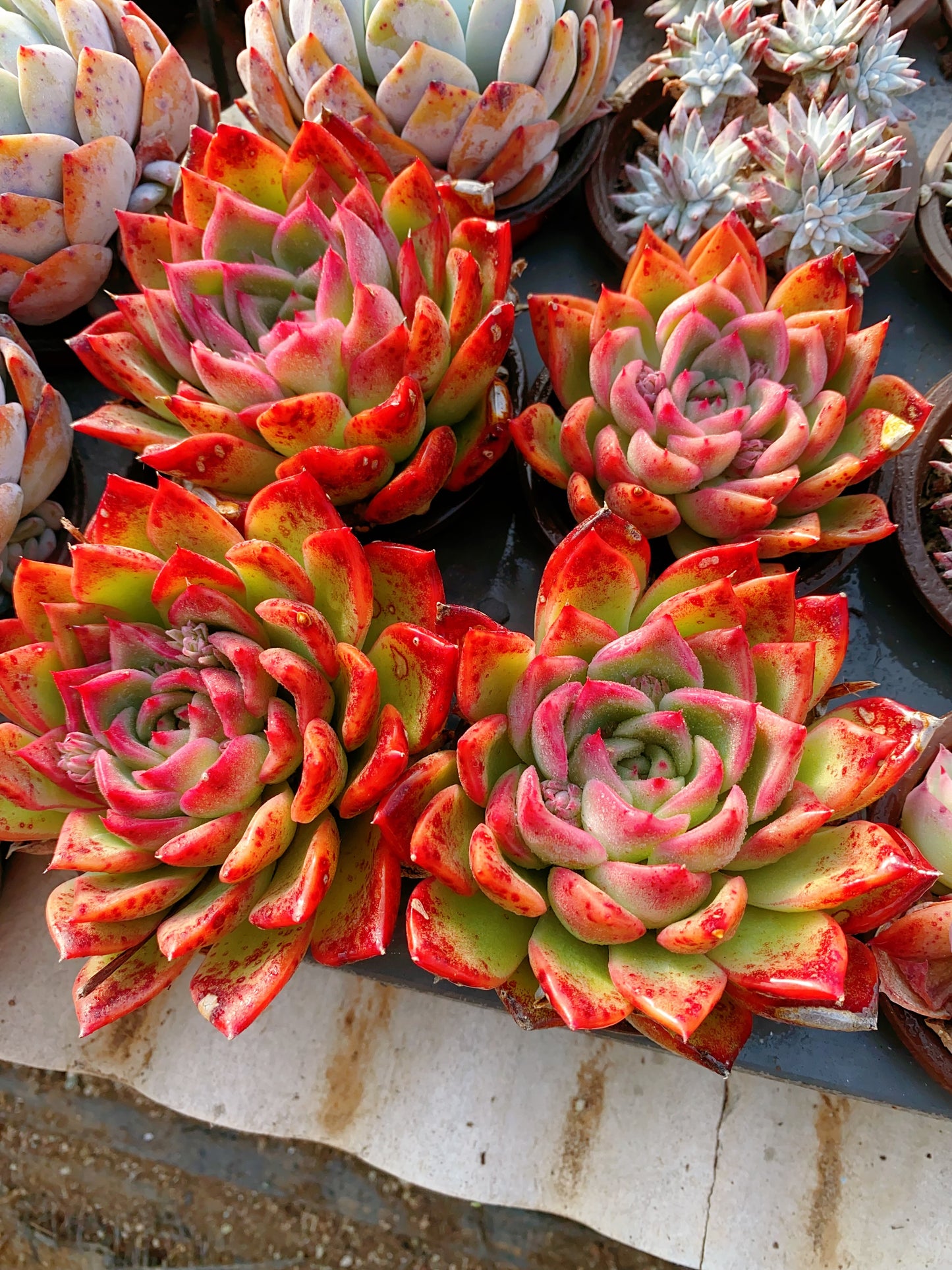 Floriana/佛洛瑞安娜 9cm pot