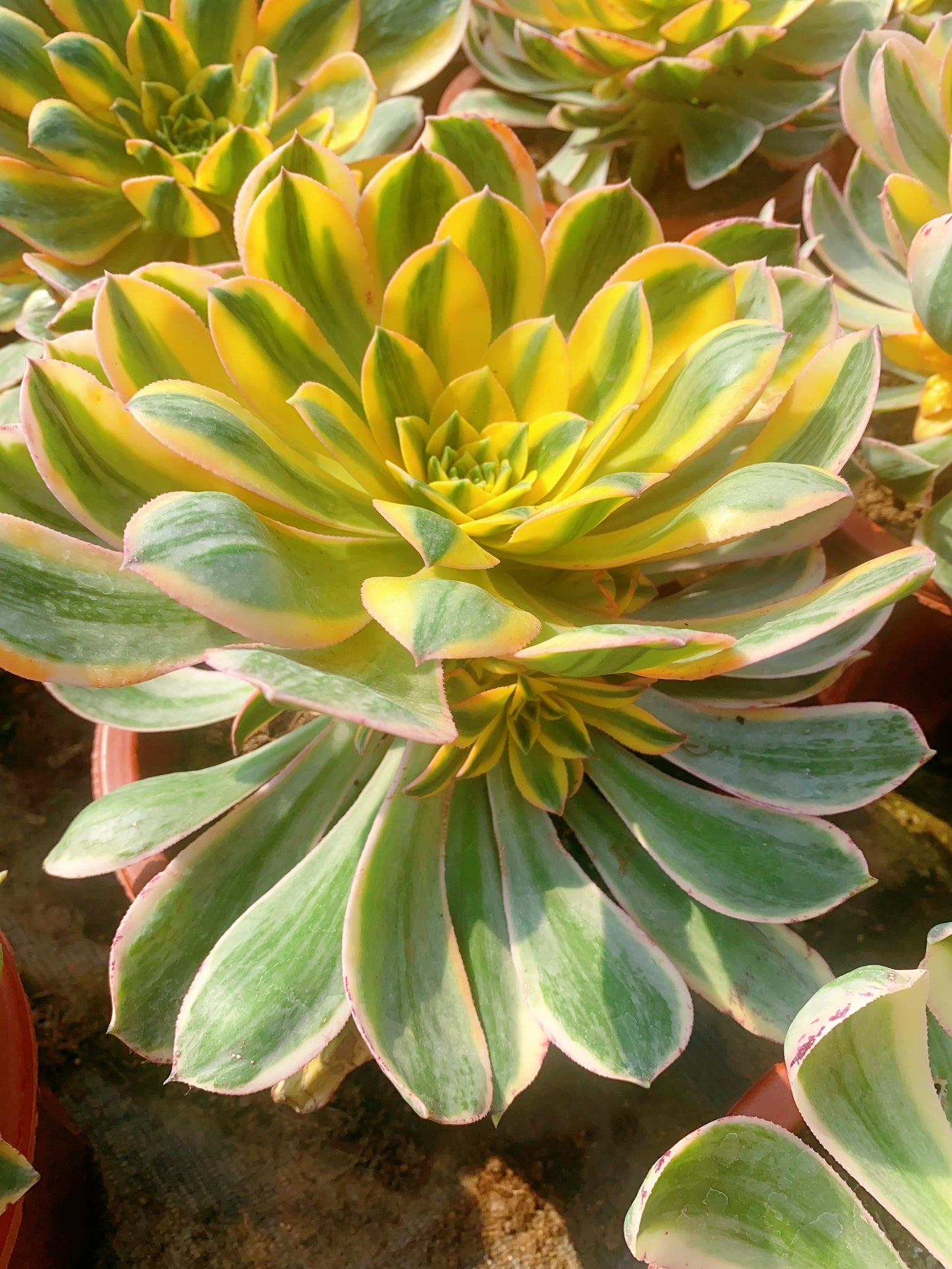 Sunburst/灿烂 cluster at least 6 heads 20-30cm