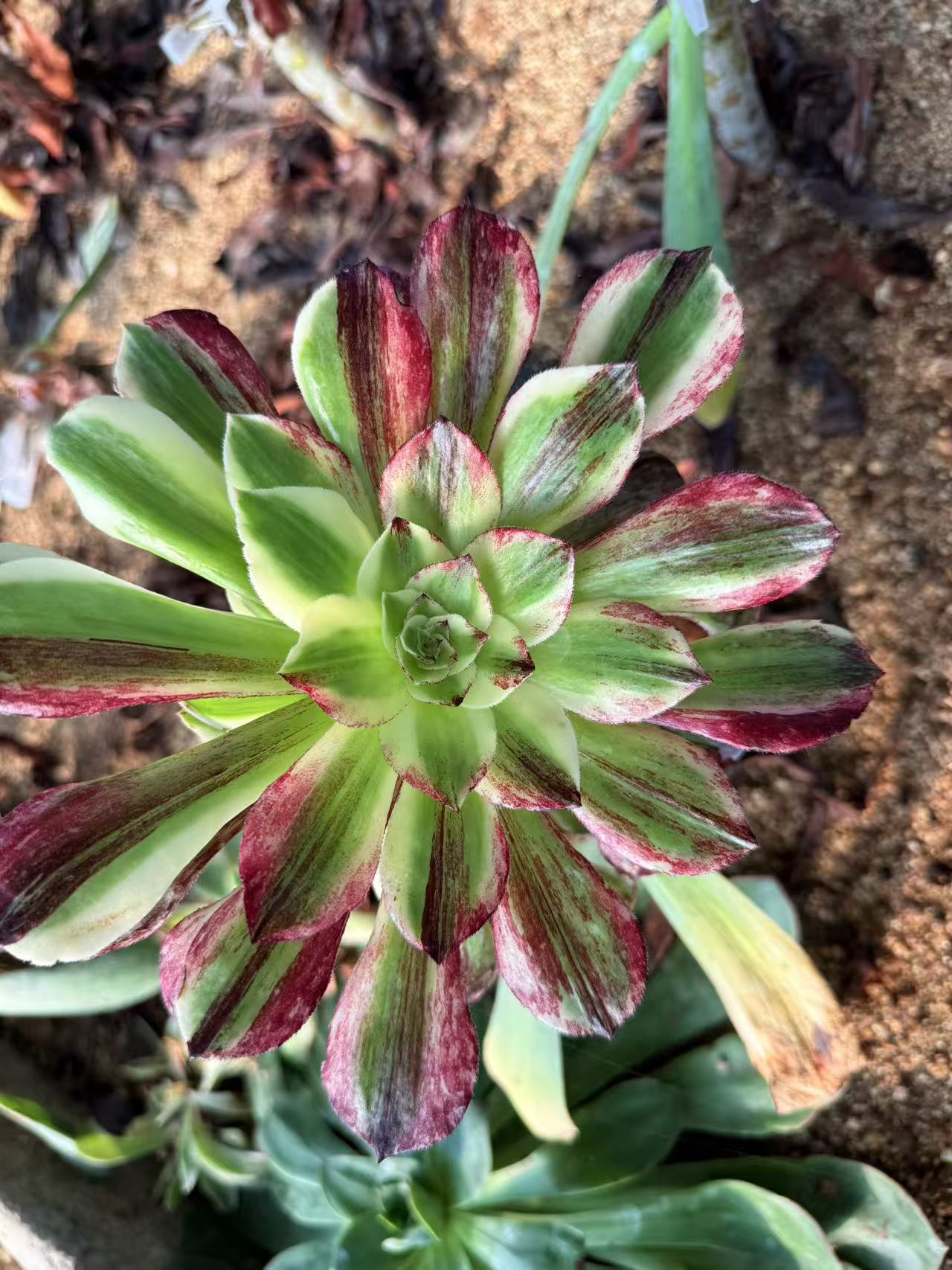 Earl of Heaven/伯爵天骄 cutting at least 10cm Aeonium Cutting Succulent Plant
