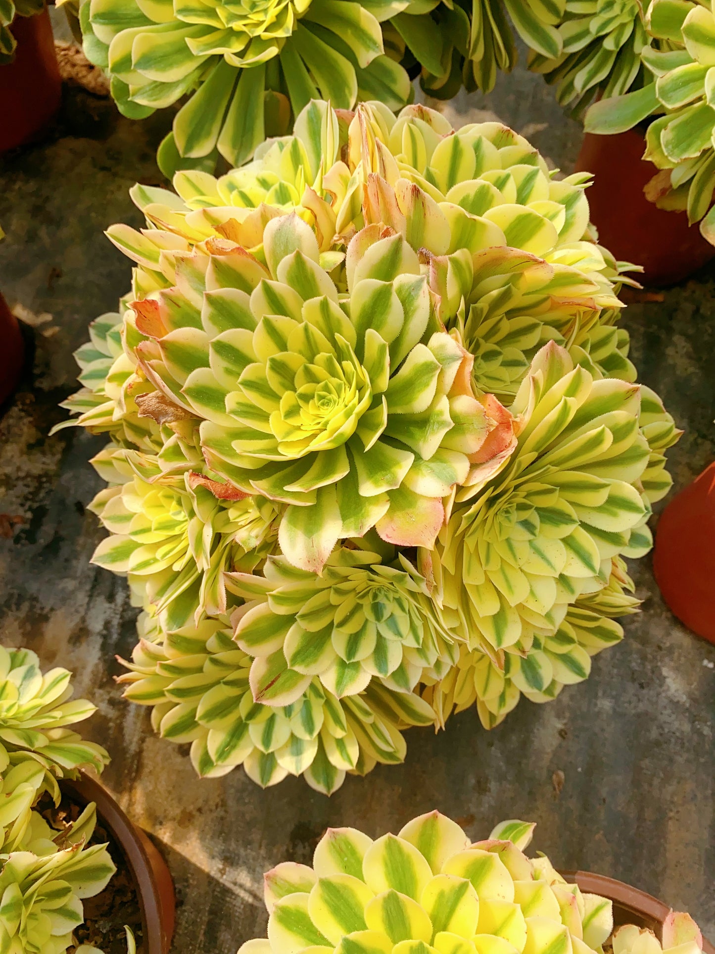 Sinnia/辛尼亚 Spherical Cluster At least 12 heads 30cm-40cm two years old