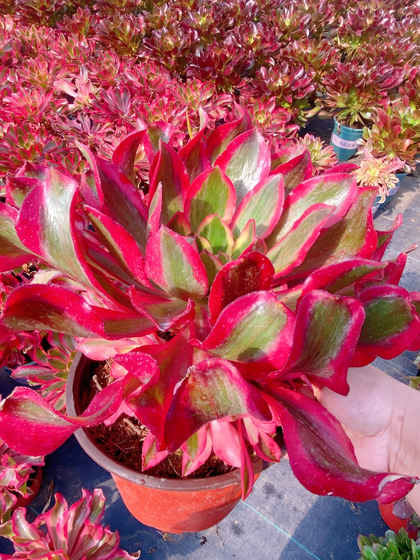 Phantom/魅影 cluster 30-40cm at least 8 heads