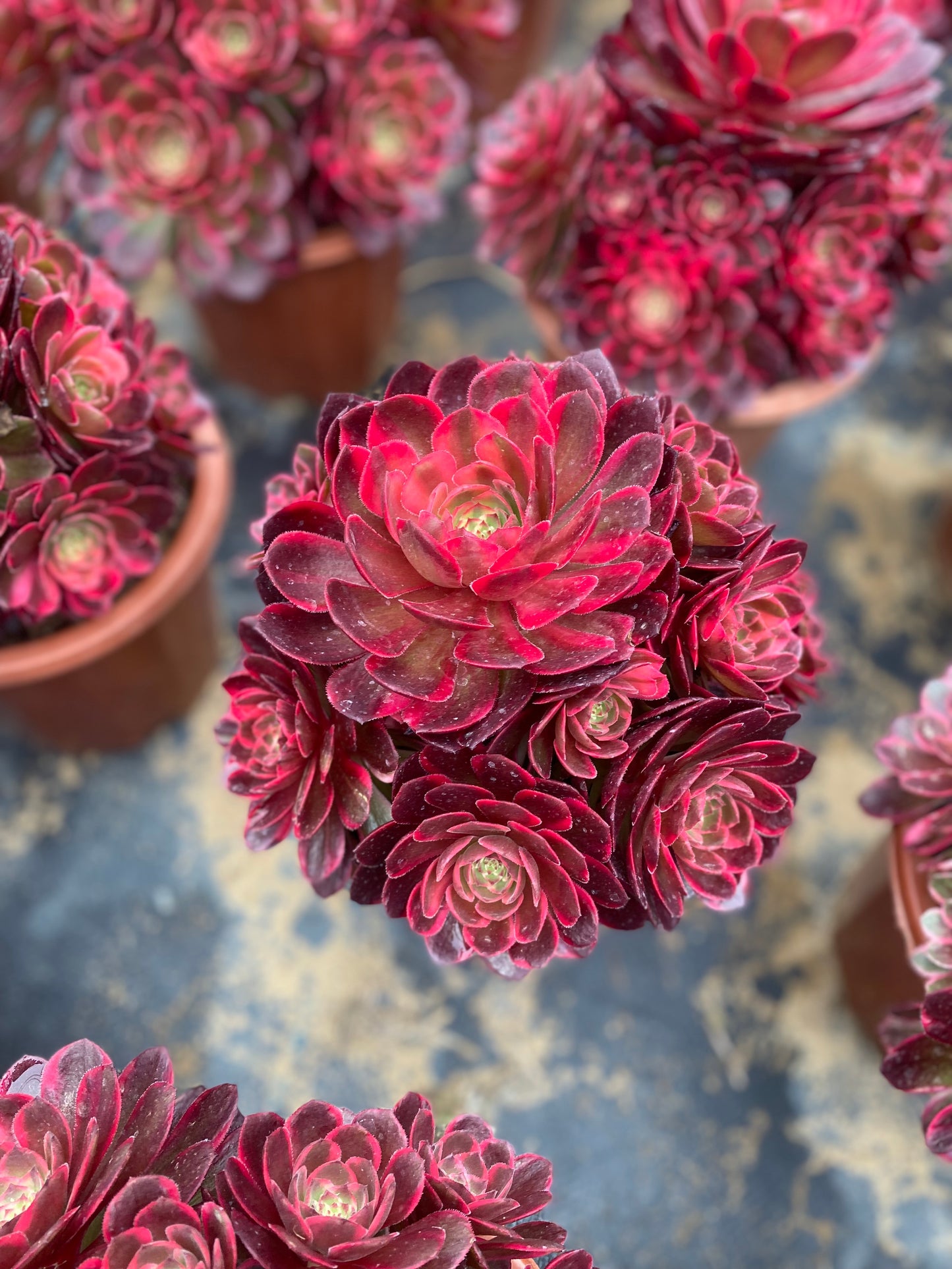 Red Flower Prince/红花郎 cluster 20-30cm at least 12 heads aeonium cluster