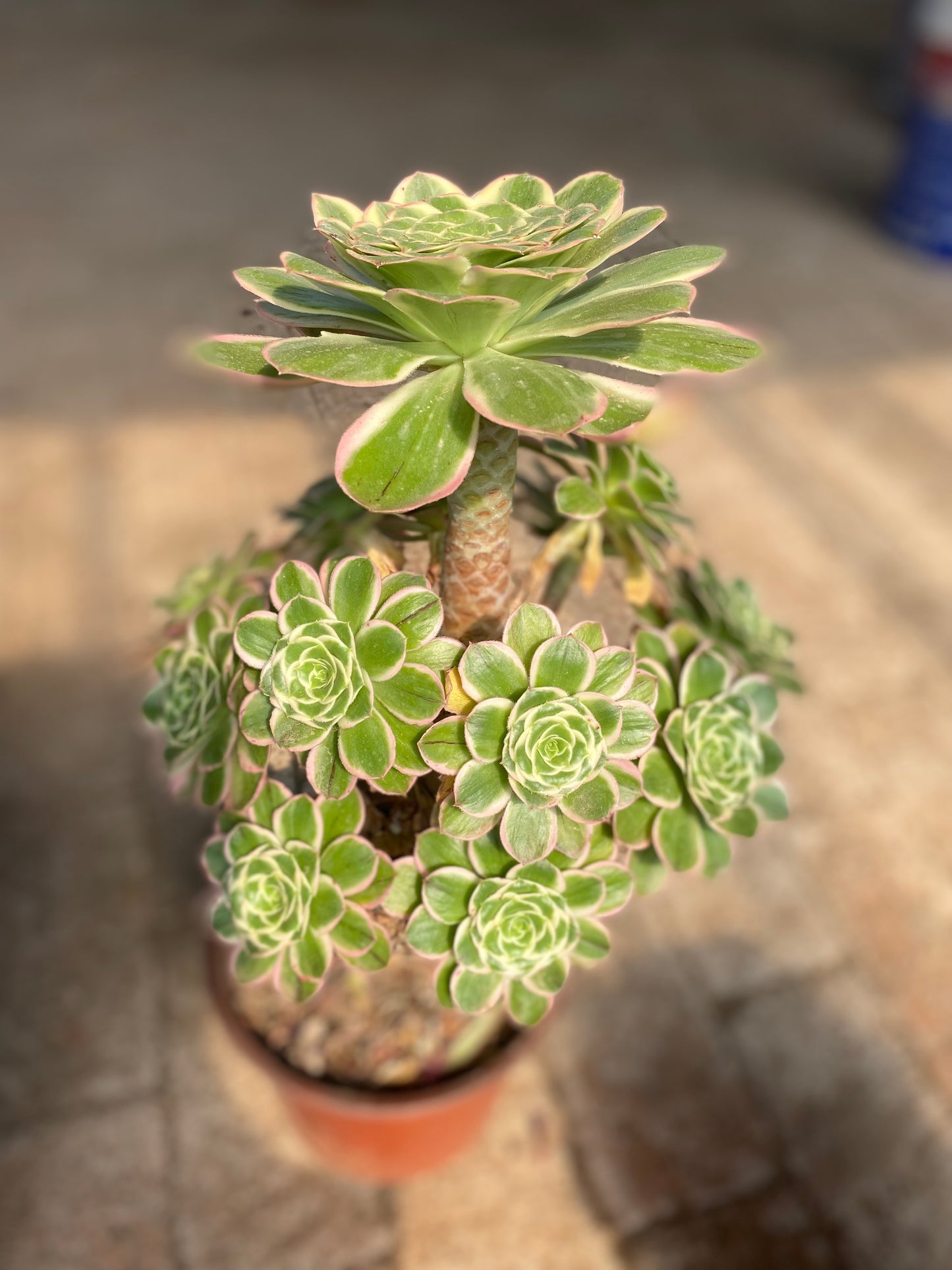 Green Rose/绿玫瑰 Cluster At least 13 heads 25cm-30cm two years old