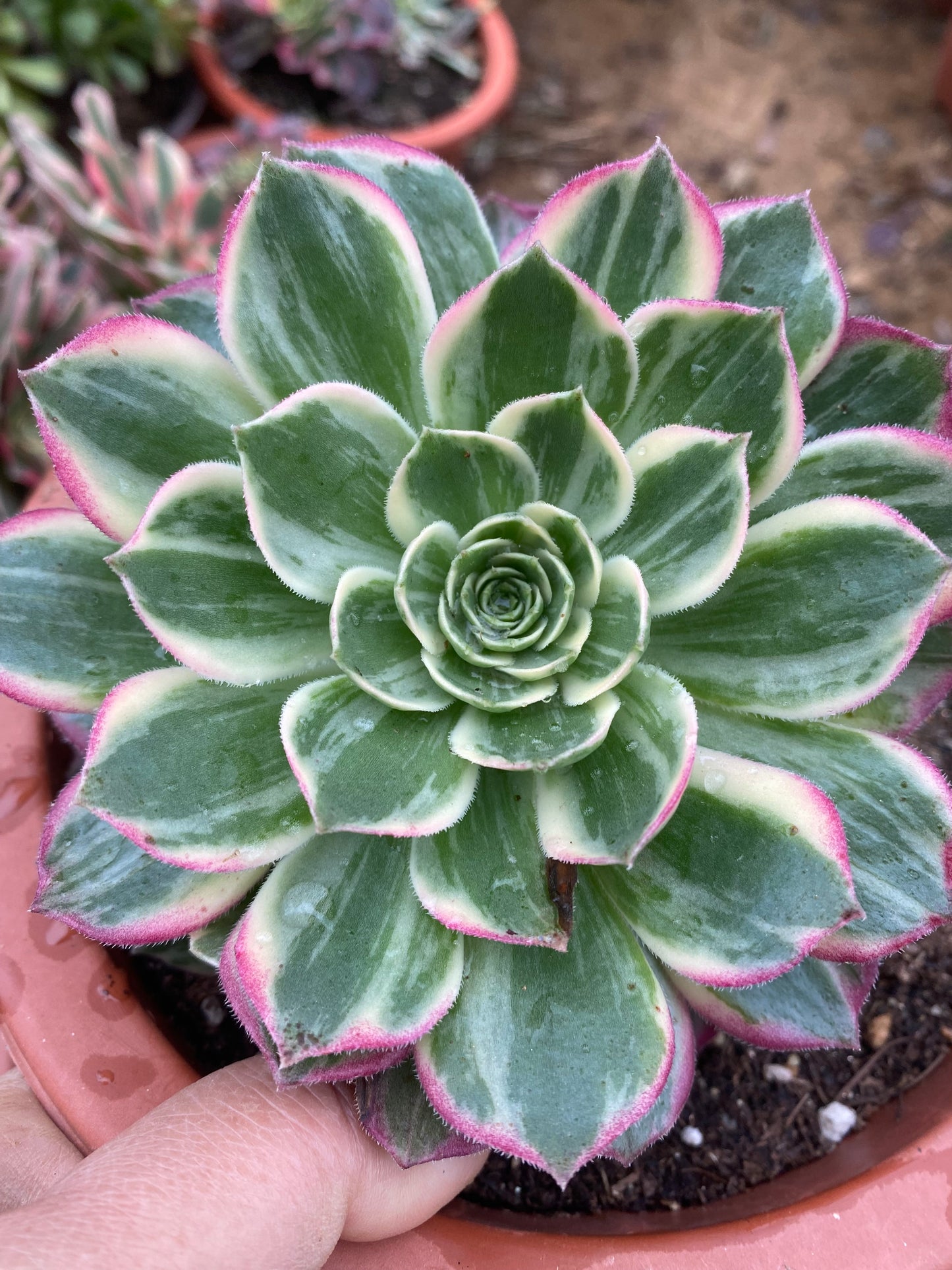 Kaleidoscope/万花筒 cutting at least 10cm