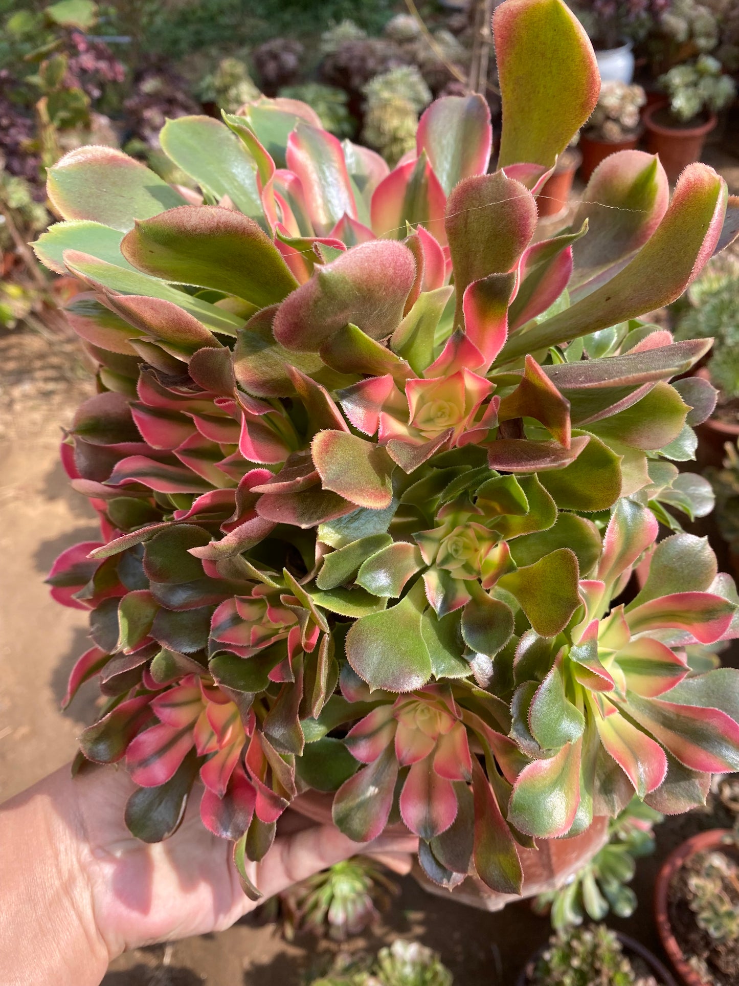 Princess/香妃 cluster 25-30cm at least 13 heads two years old
