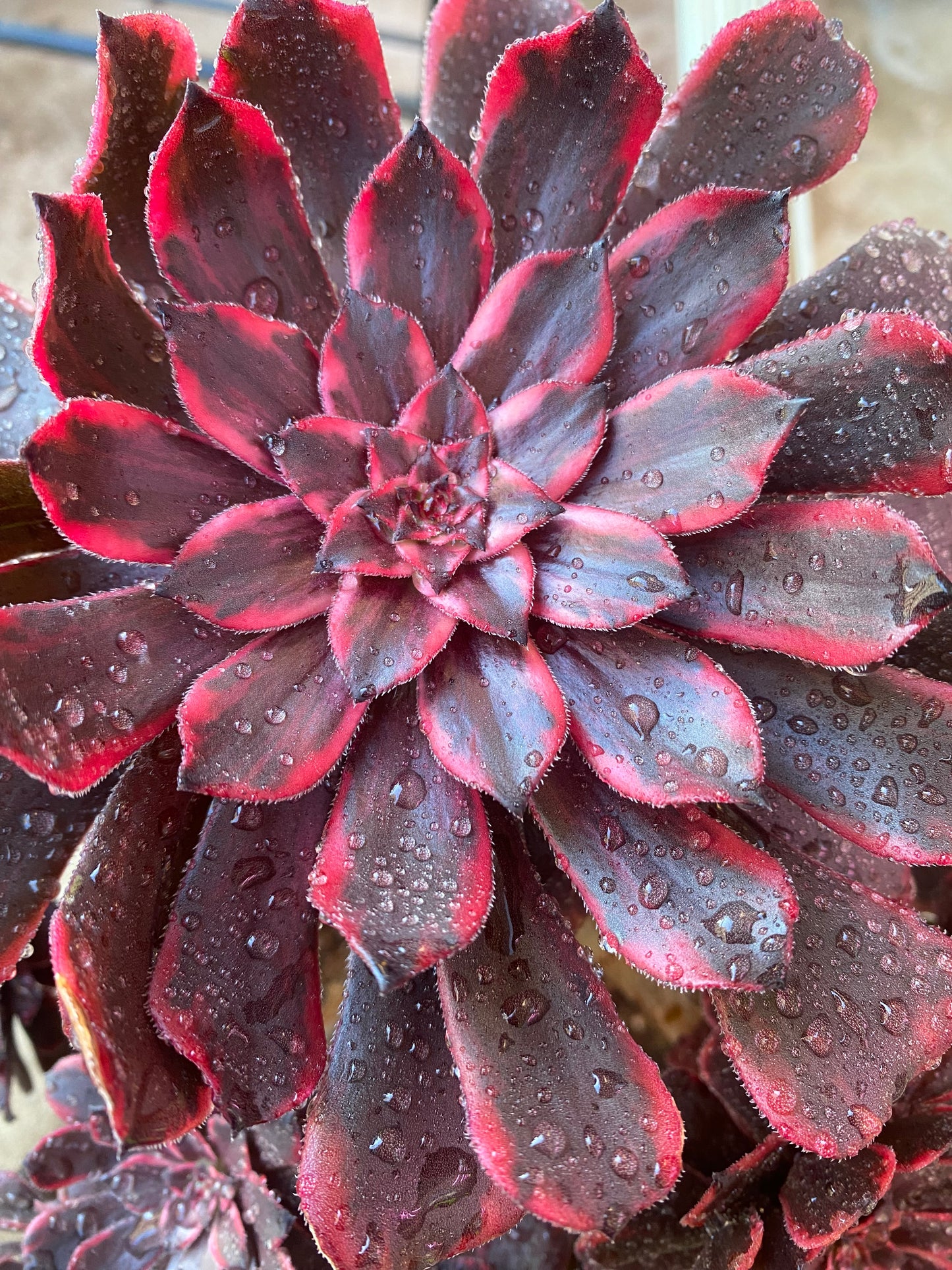 Fire Cloud/火烧云 cutting at least 10cm