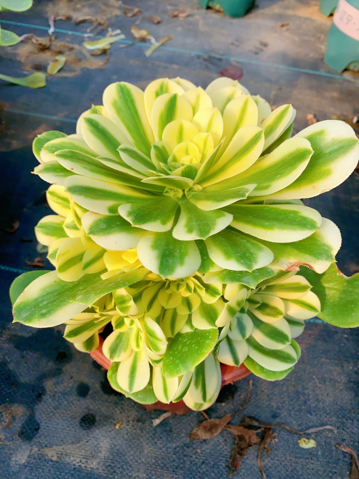 Sinnia/辛尼亚 cluster 20-30cm at least 10 heads