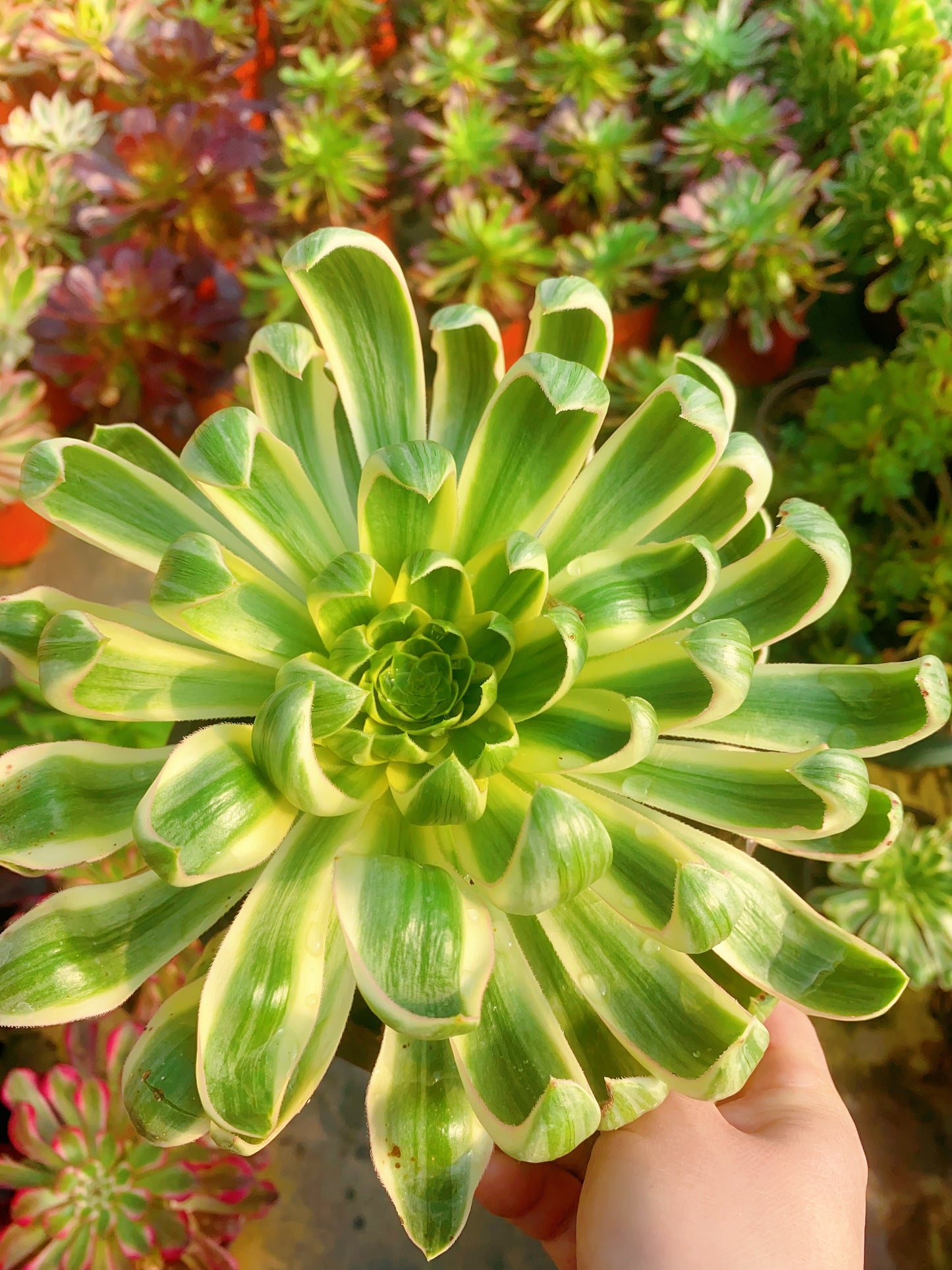 Qinglian/青莲 cluster 20-30cm at least 4 heads