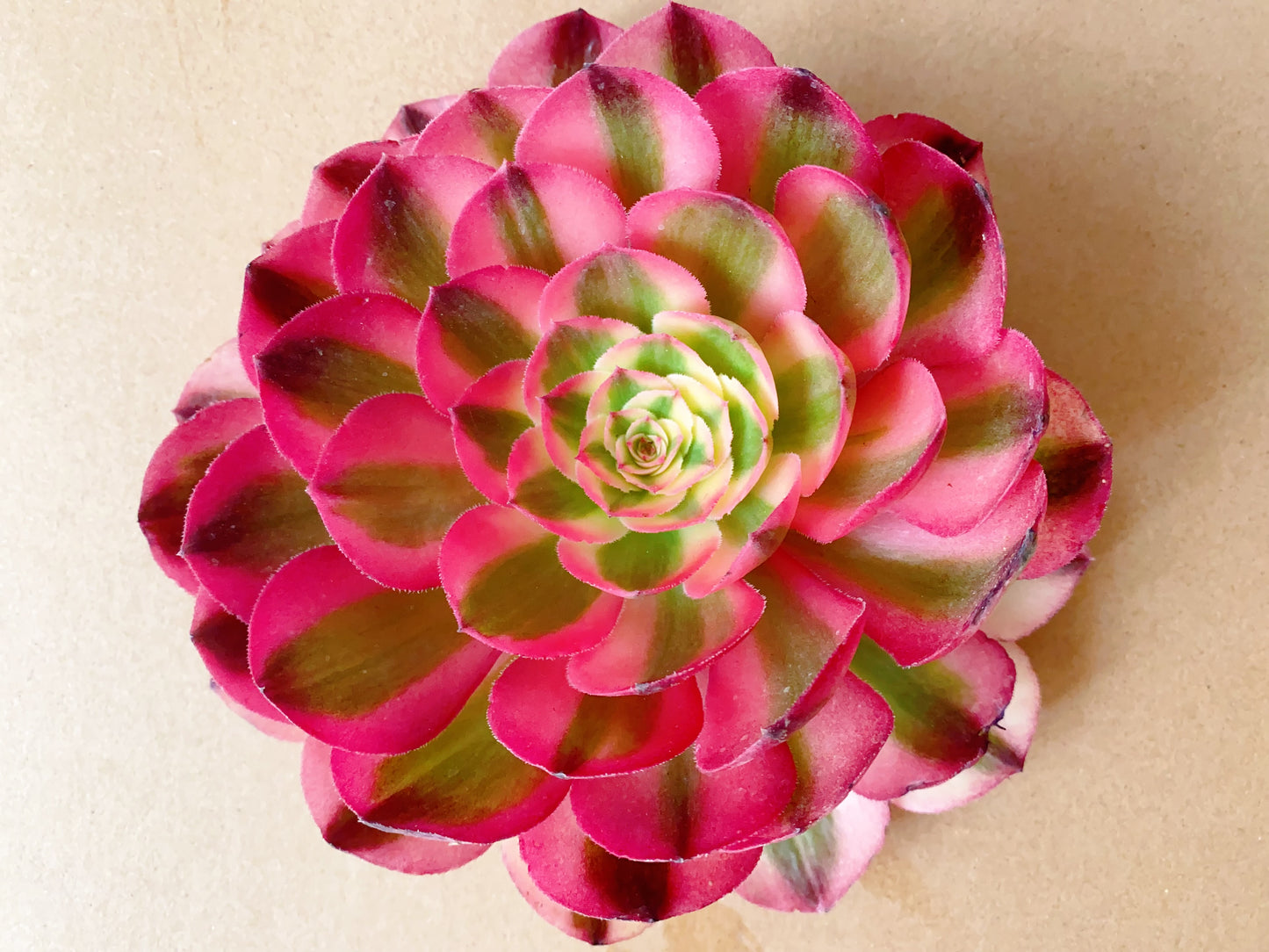 Allure/倾城 cutting at least 10cm