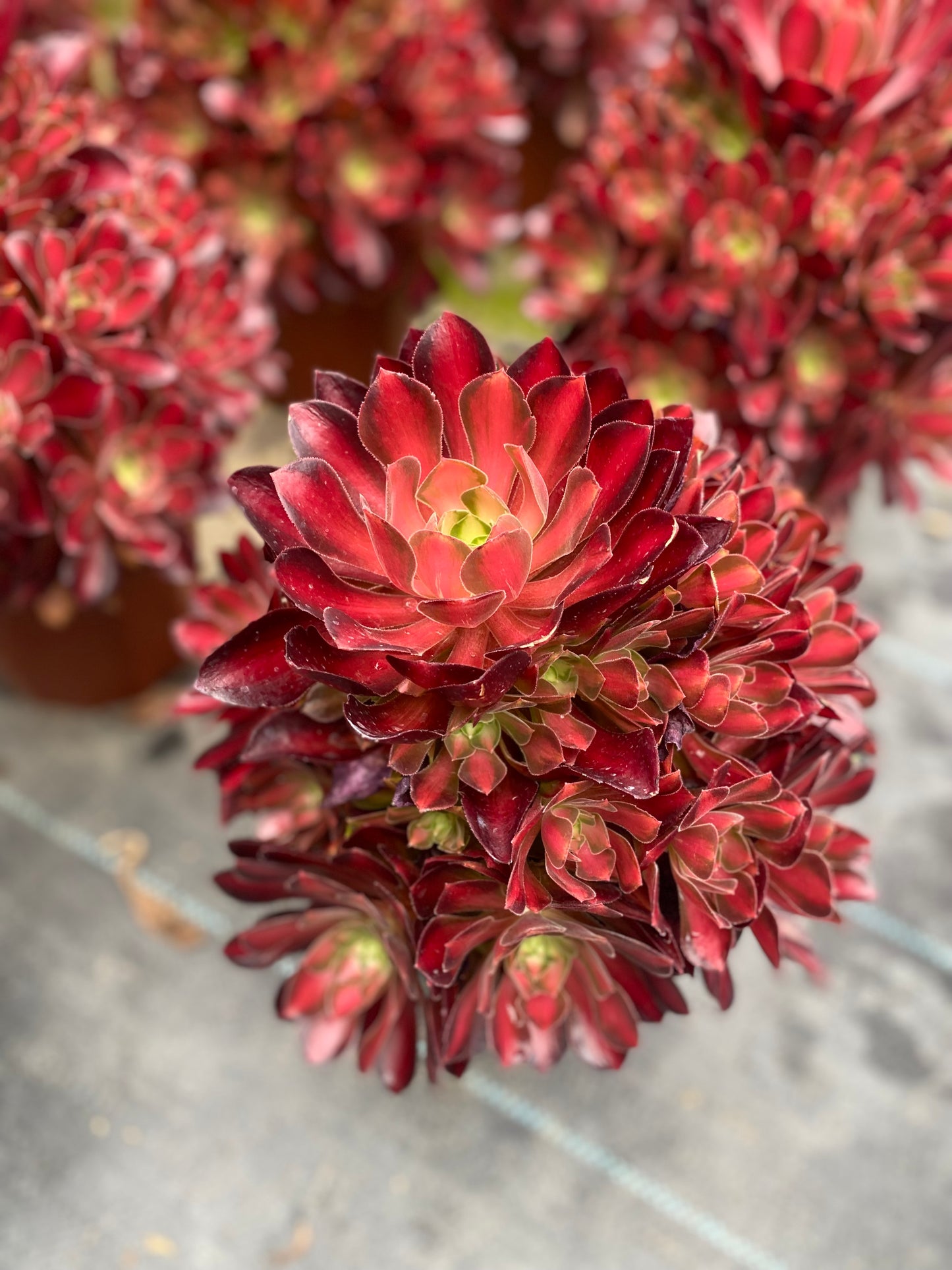 Queen Nina/妮娜皇后 cluster at least 12 heads 20-30cm