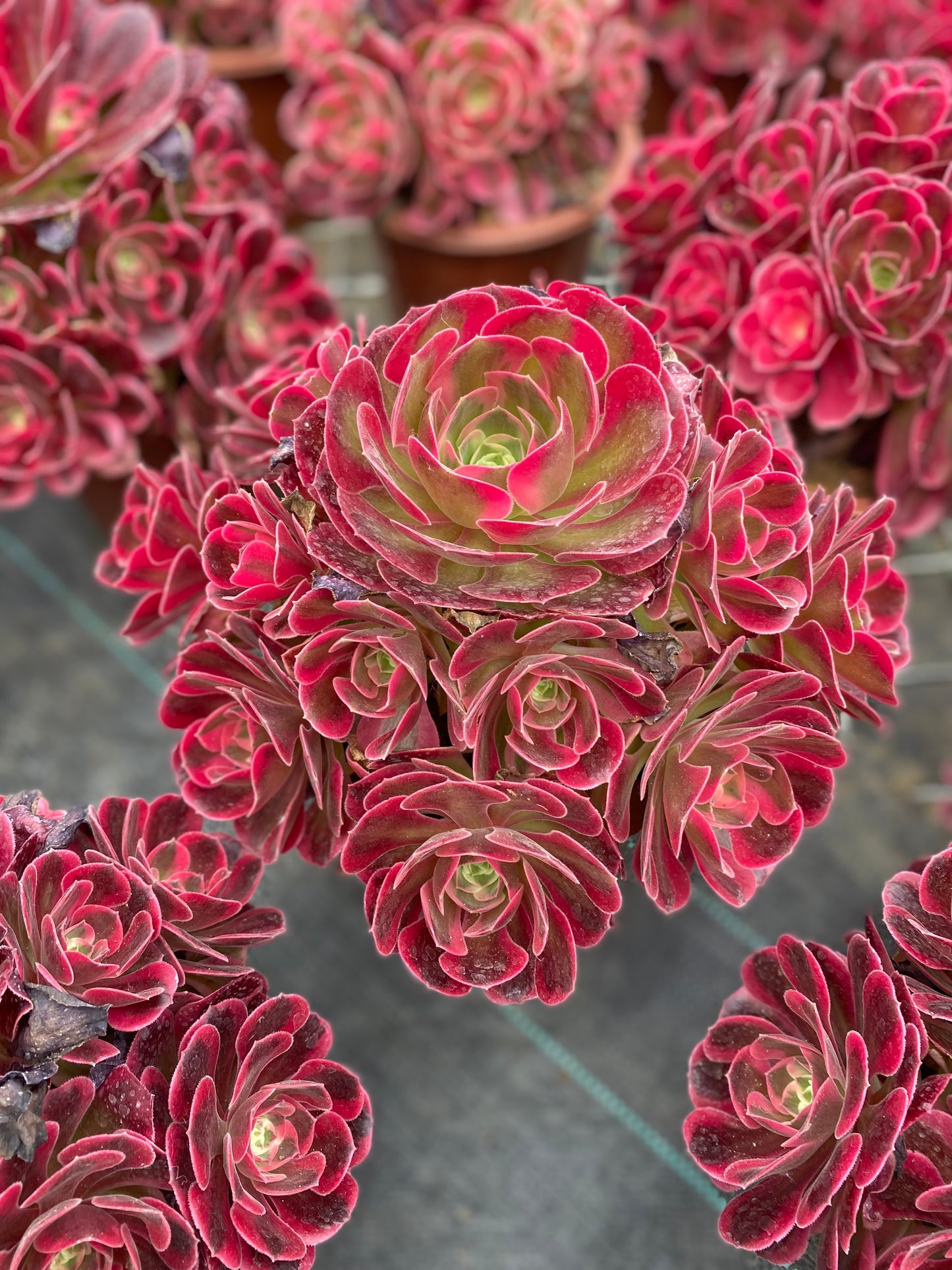 Pink Witch/粉女巫 Cluster At least 10 heads 20-25cm