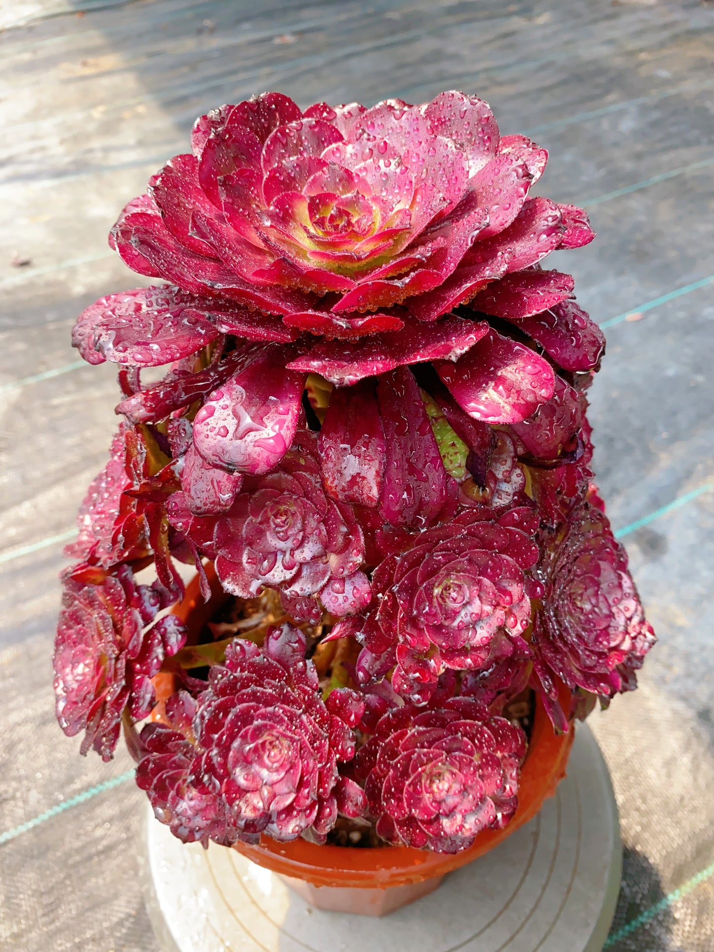 Meiji/美姬 cluster at least 15 heads 25cm-30cm two years old