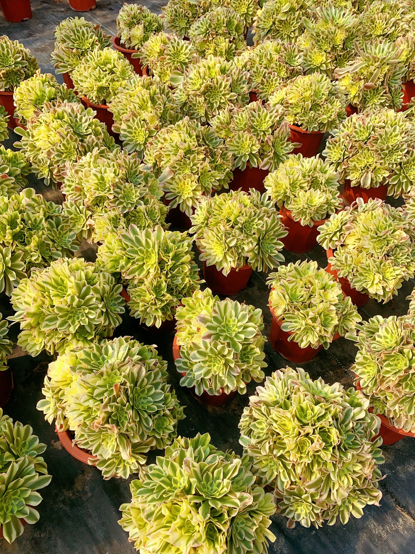 Green Medusa/绿豆沙 Spherical Cluster At least 12 heads 30cm-40cm two years old
