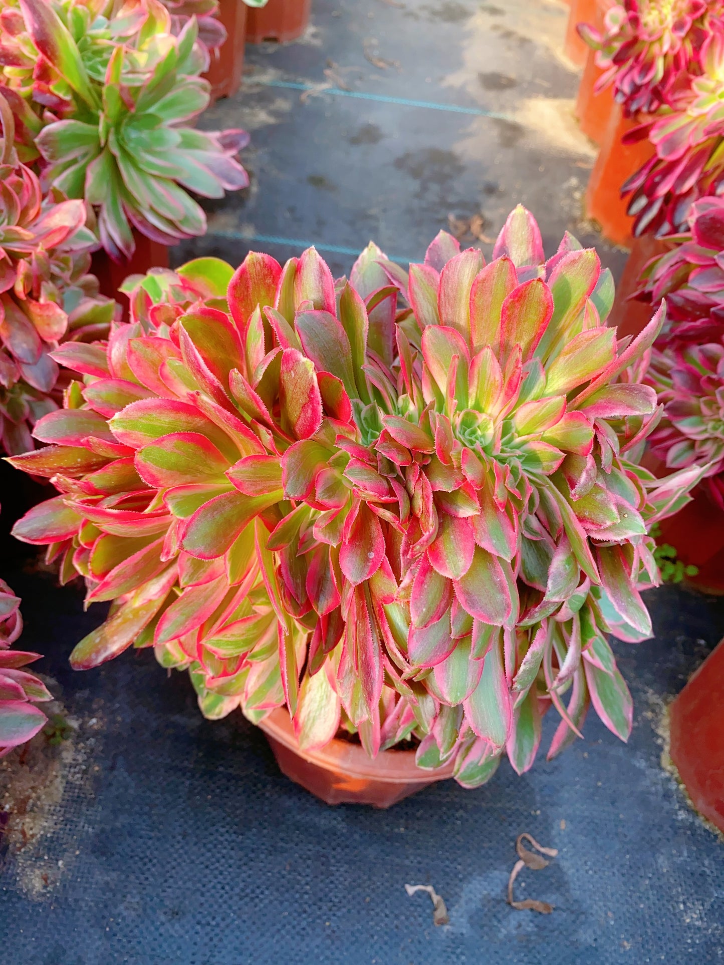 Huansha Crested/浣纱缀化20-30cm