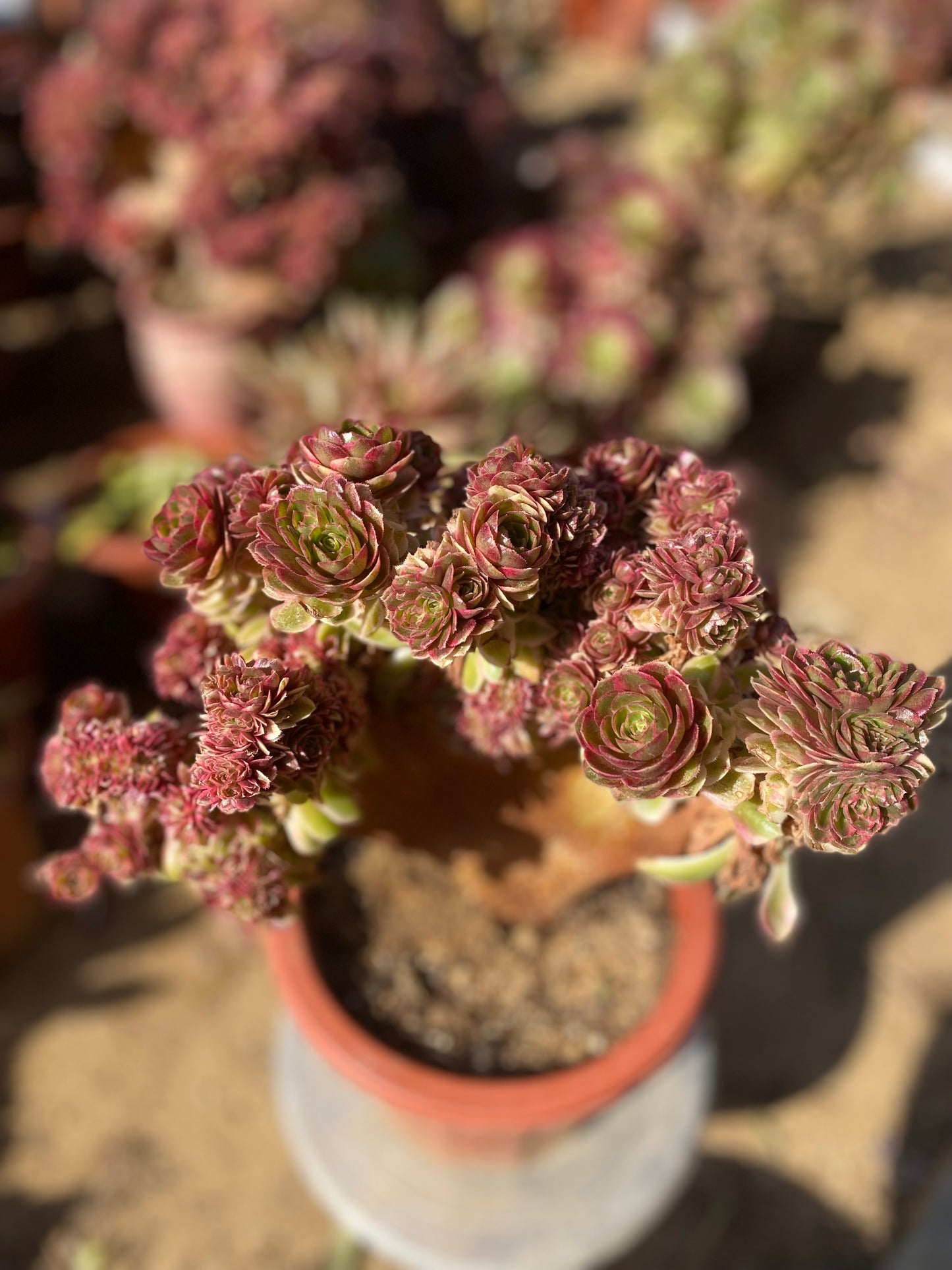 Allure Crested/倾城缀化 27cm two years old aeonium crested