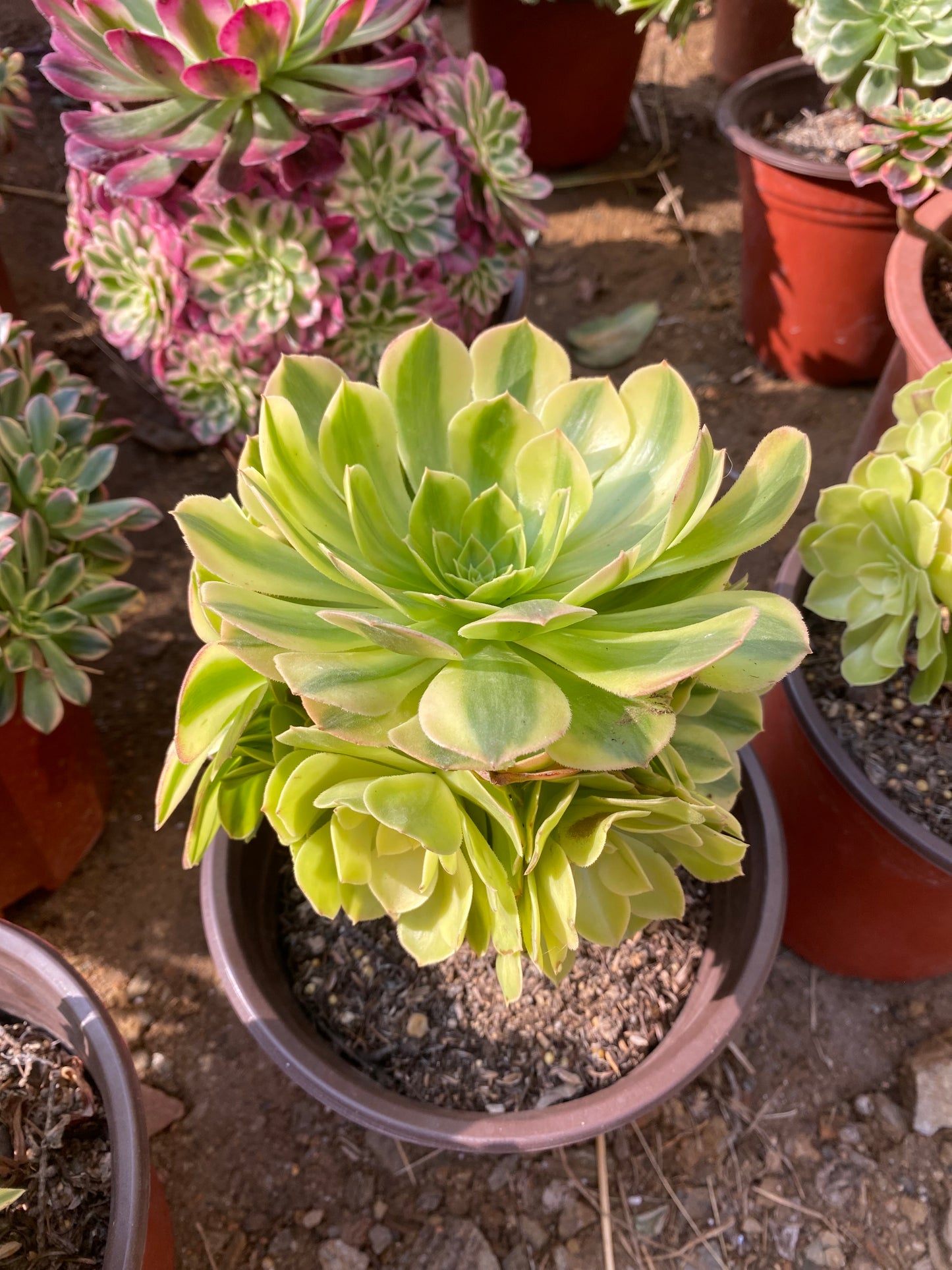 Rain Lotus(Samsara)/雨荷(轮回)cluster 15cm at least 6 heads