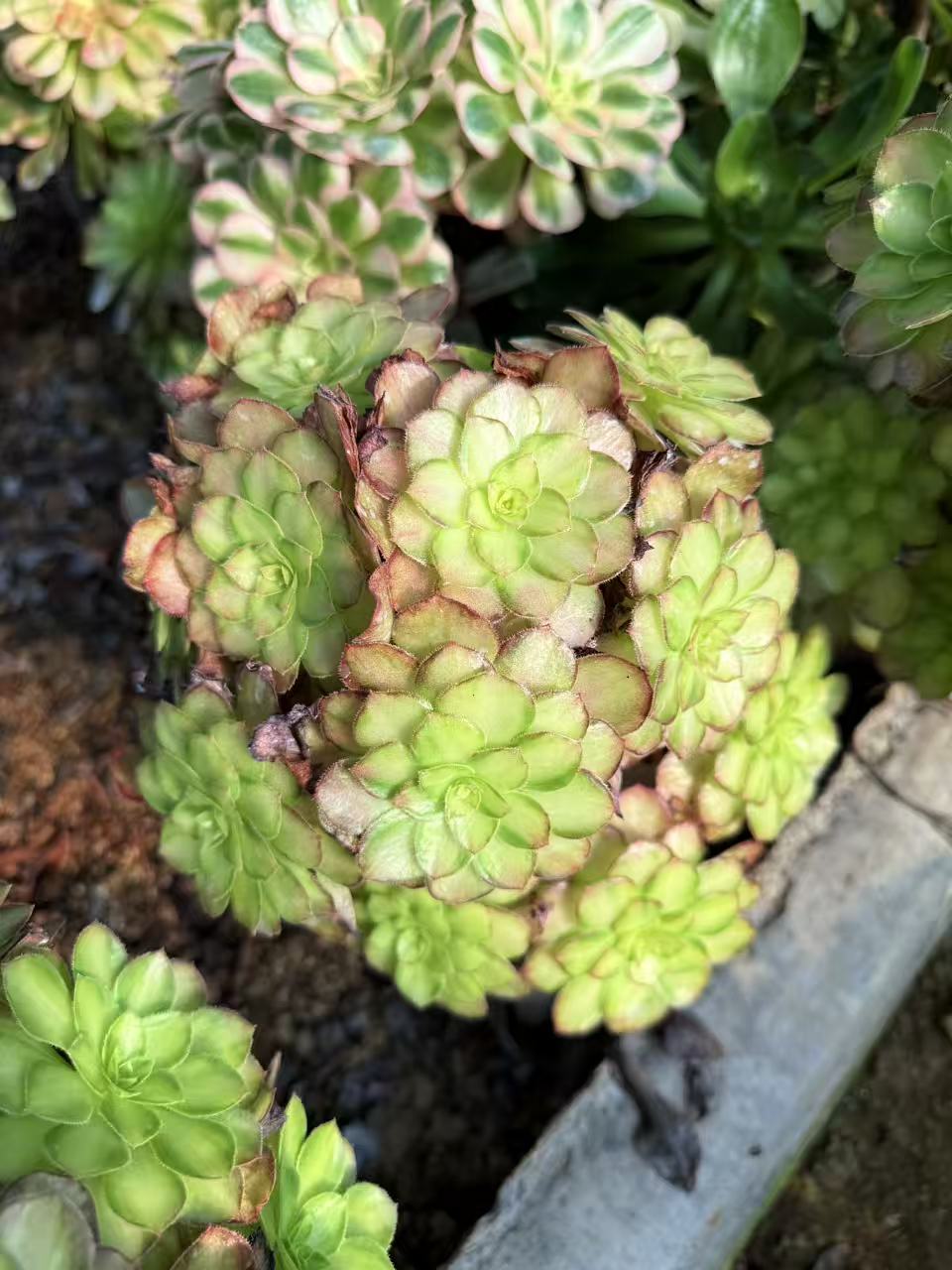 Chi Yan/赤焰 cluster 25-30cm rootless