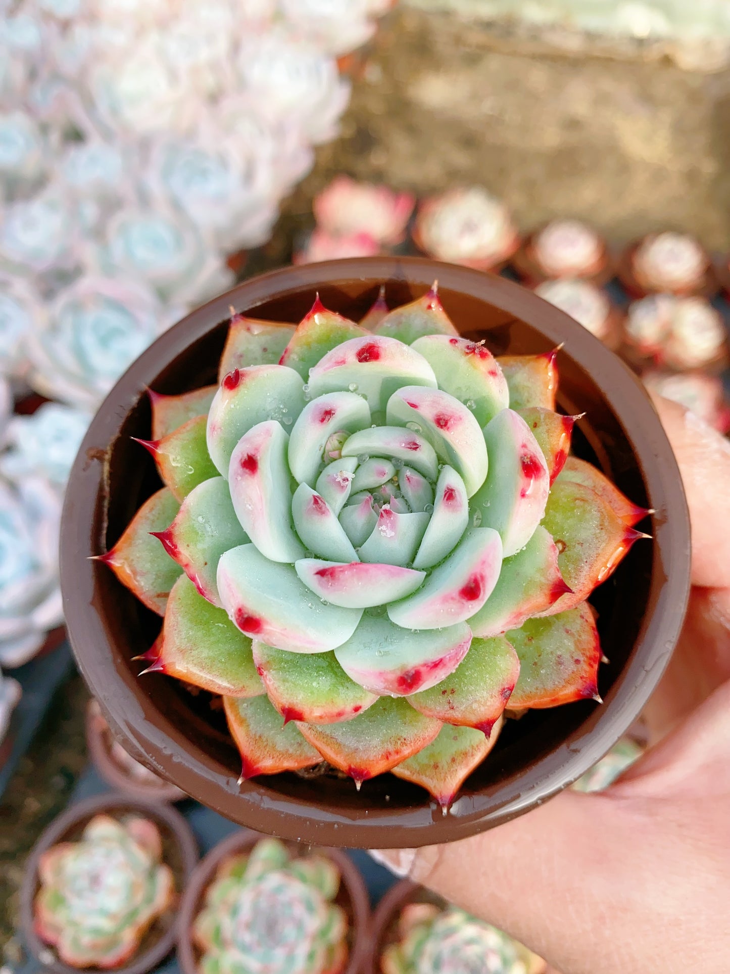 Chihuahua/吉娃娃 9cm pot