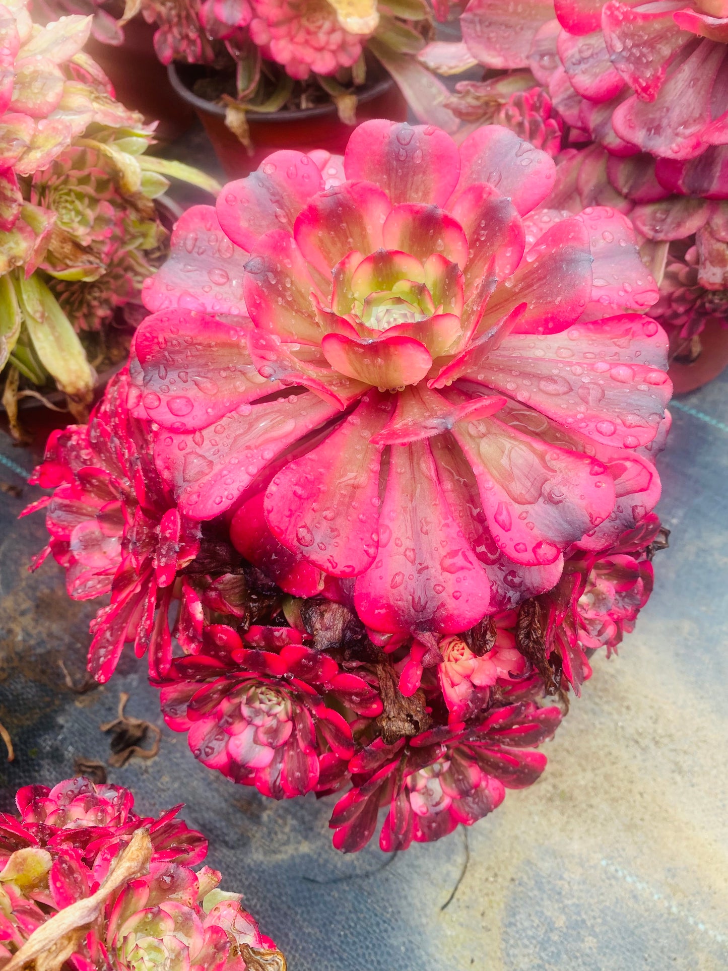 Pink Meiji/粉体美姬 cluster 20-30cm at least 10 heads
