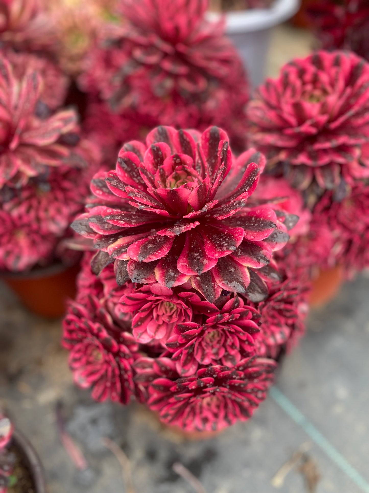 Pink Panther/粉红豹 cluster 20-30cm at least 10 heads