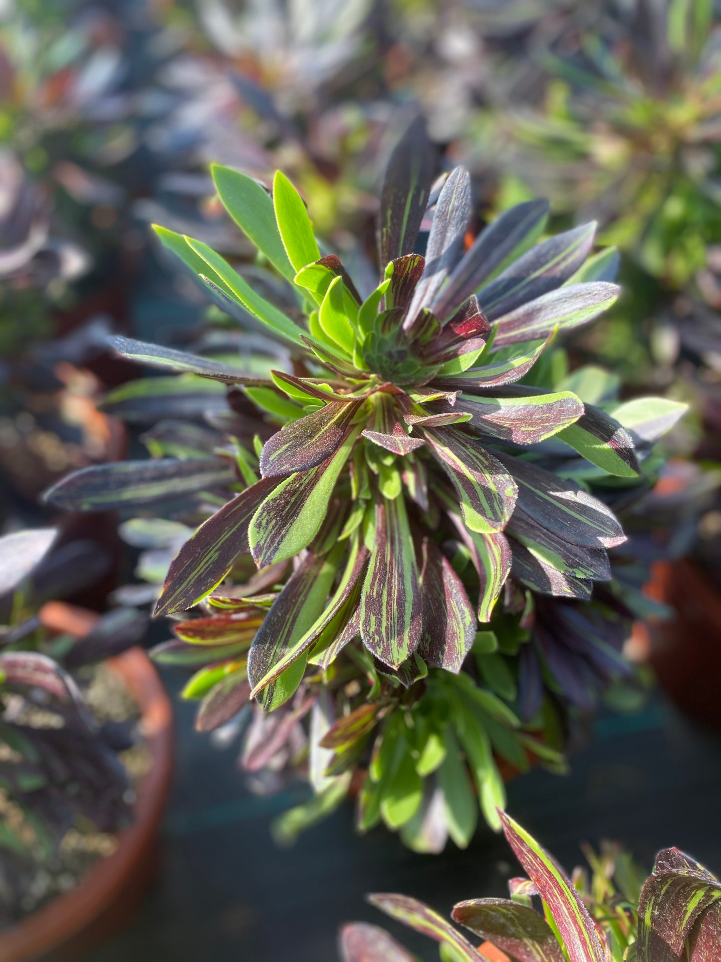 Danqing/丹青 cluster at least 12 heads 20-30cm