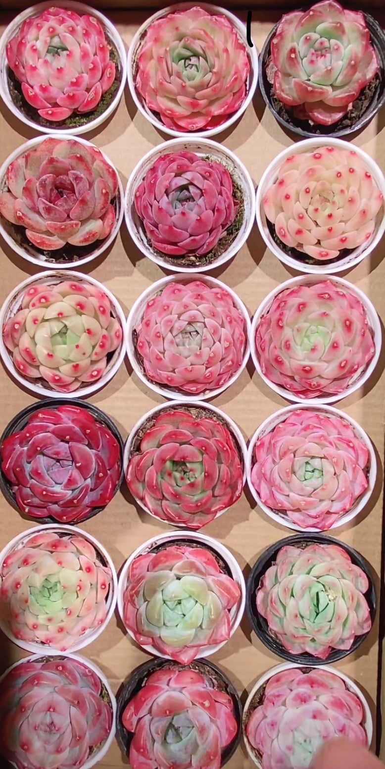 Echeveria Package 5cm pot 60 pieces are randomly delivered with pots.