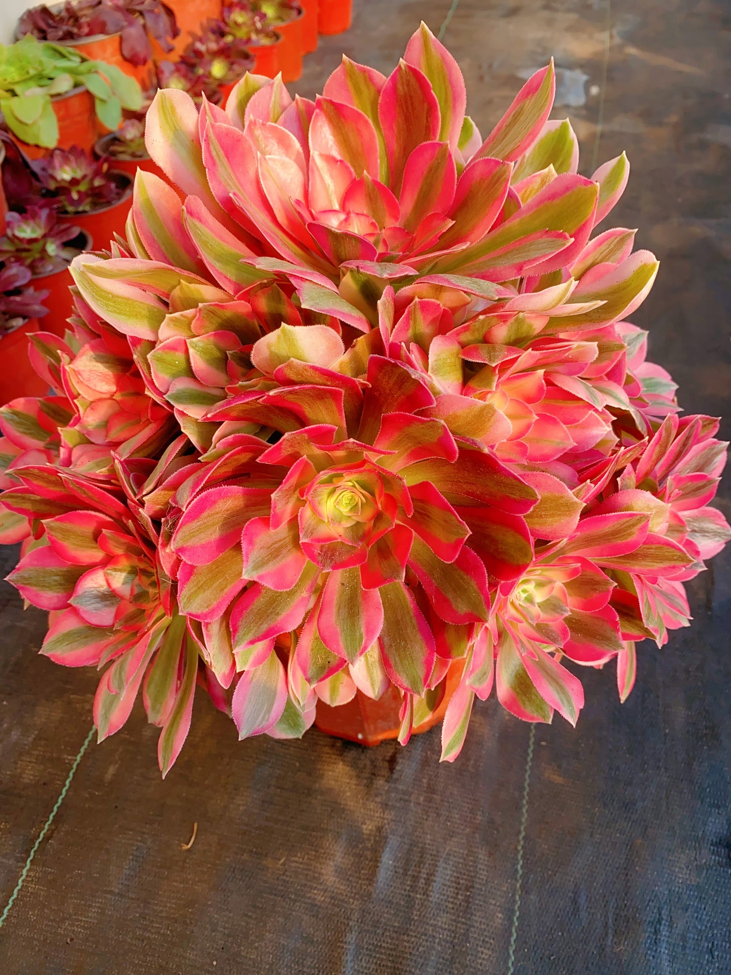 Pink Girl/粉女郎 Cluster At least 18 heads 30-40cm two years old