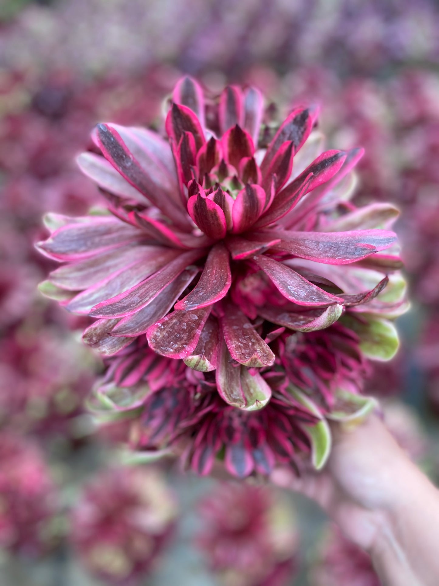 Pink Moonlight/粉体白月光 cluster 20-30cm at least 10 heads
