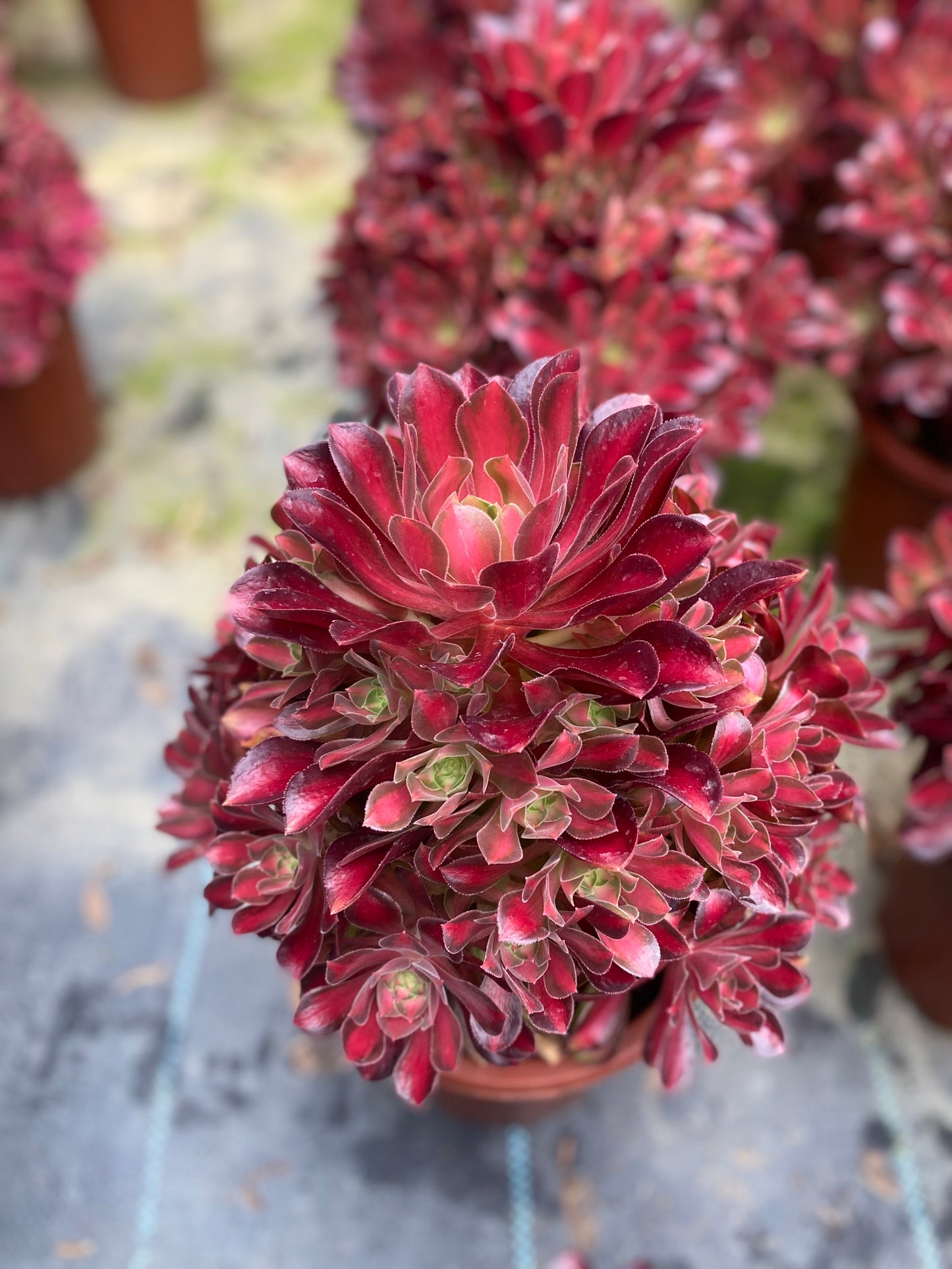 Queen Nina/妮娜皇后 cluster at least 12 heads 20-30cm