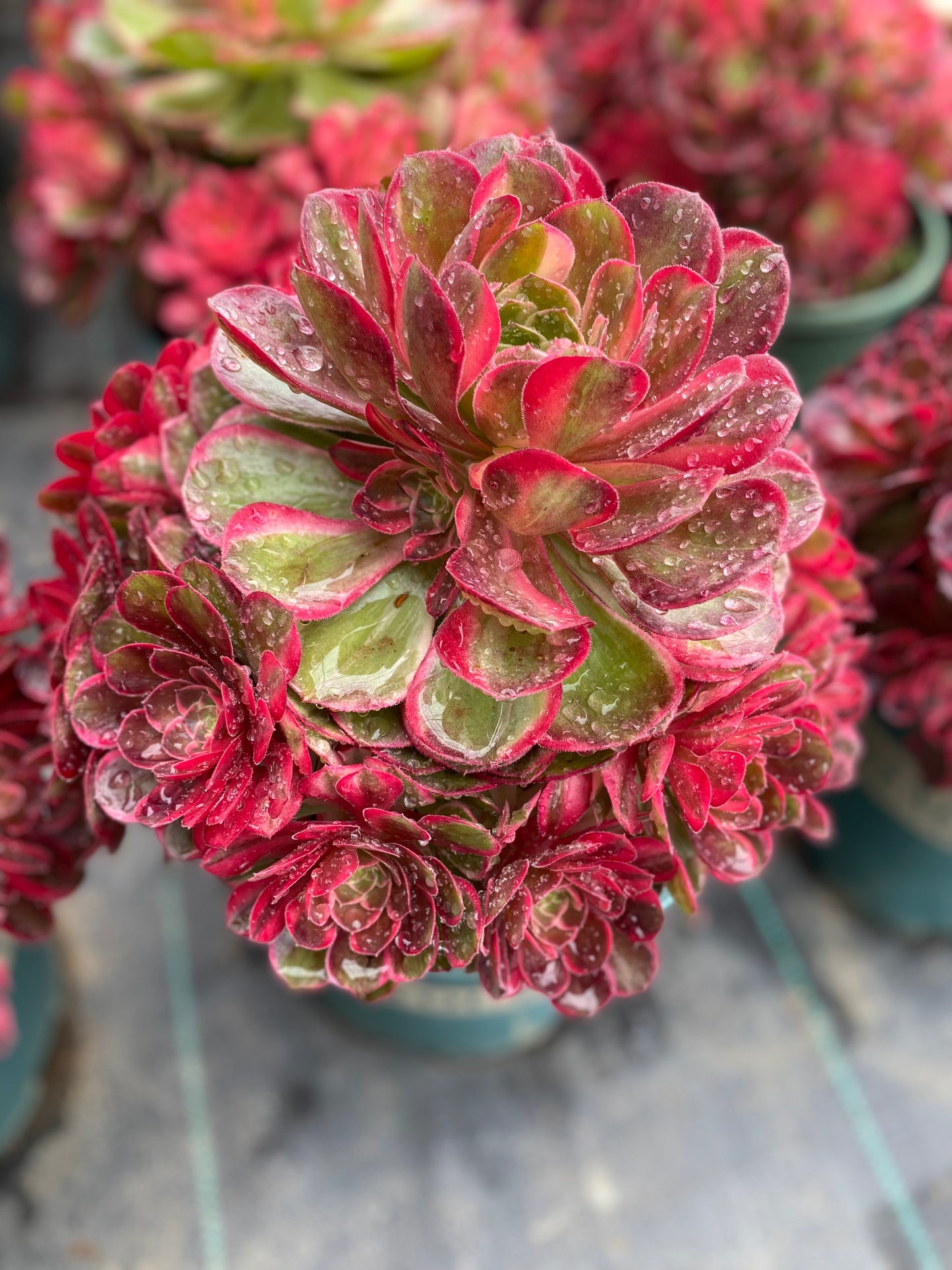 Black Magic variegated/黑魔锦 cluster 20-30cm at least 10 heads